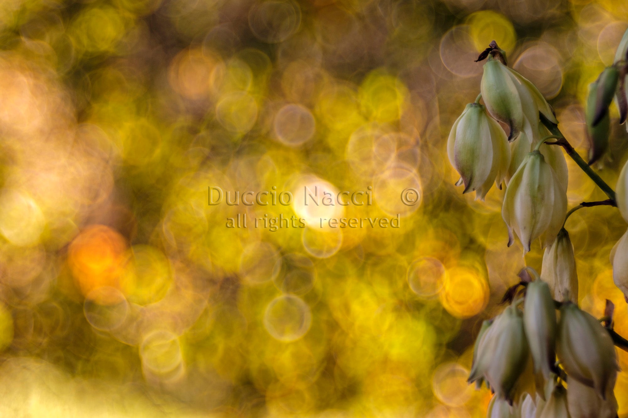 Yucca at Sundown - Duccio Nacci