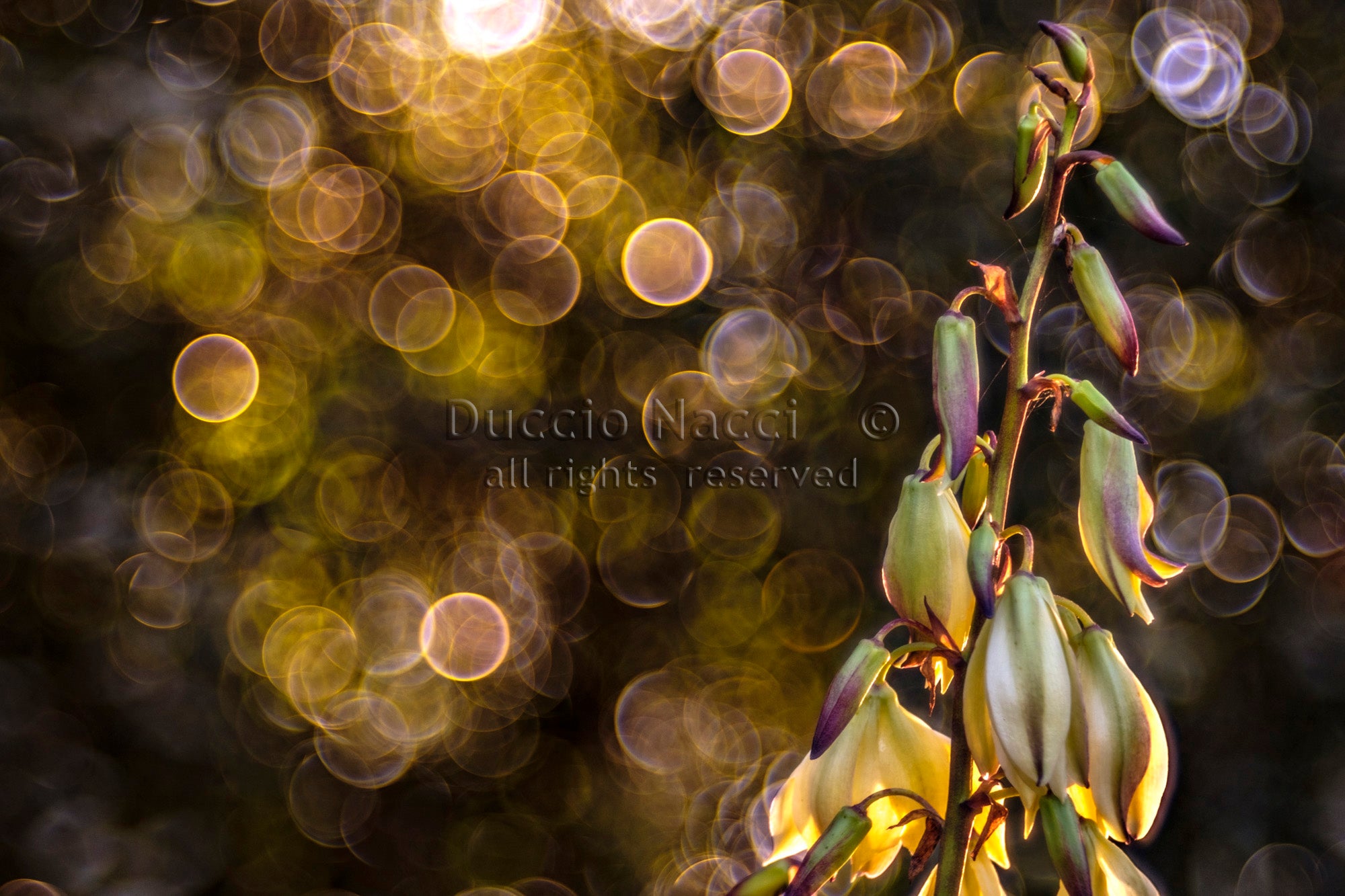 Rose Circle of Dawn - Duccio Nacci
