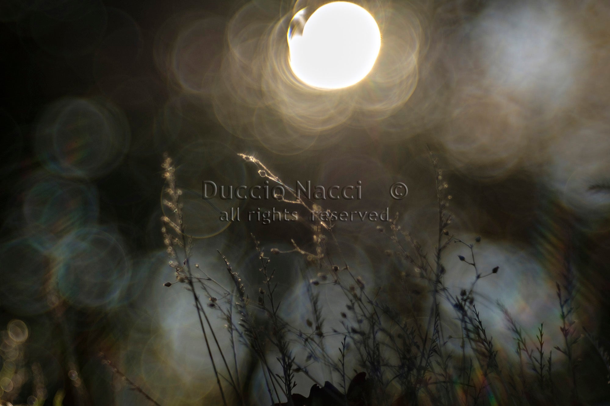 Sunlit Dandelion Gleam - Duccio Nacci