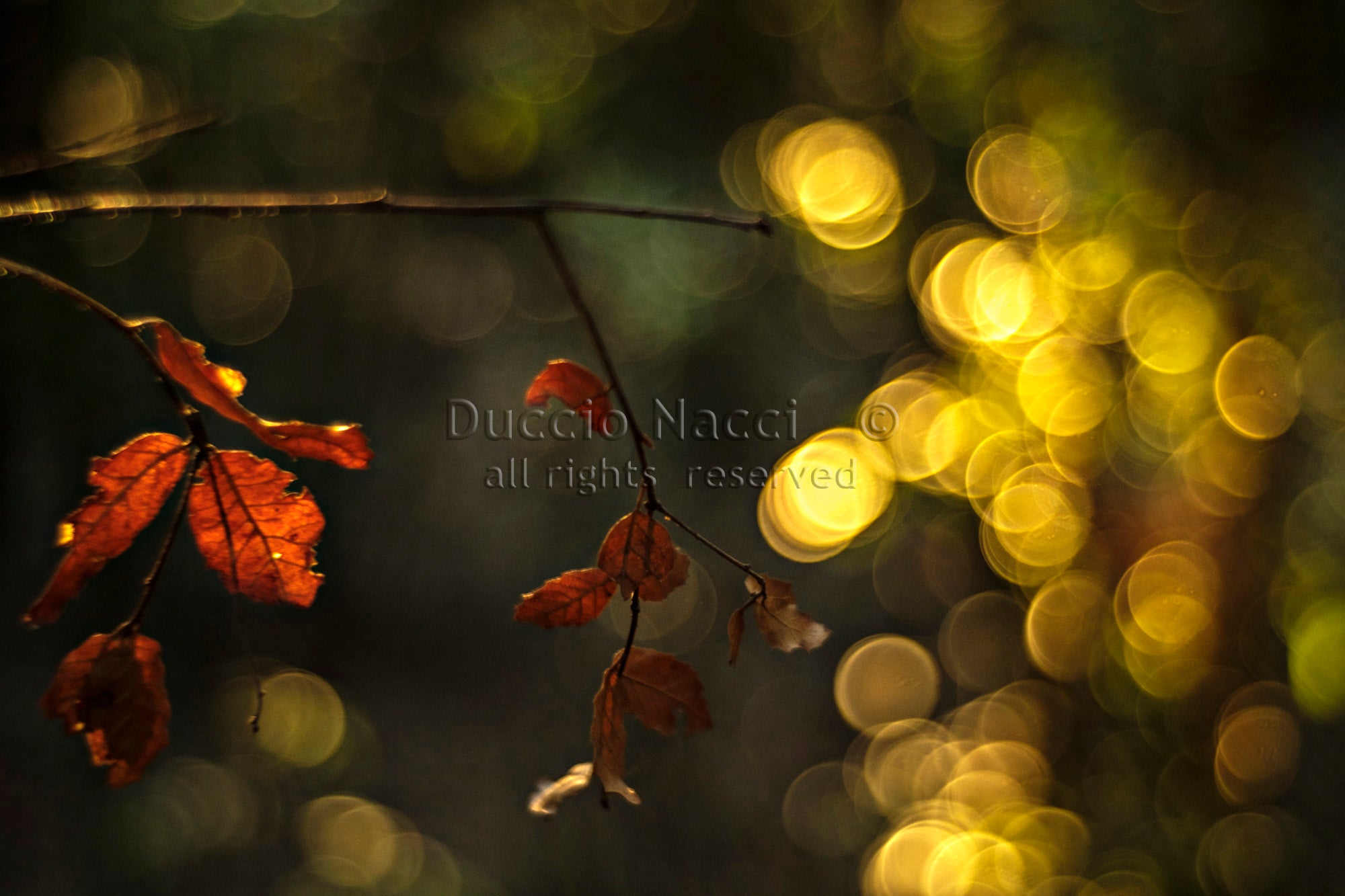 Crimson Maple Veil - Duccio Nacci