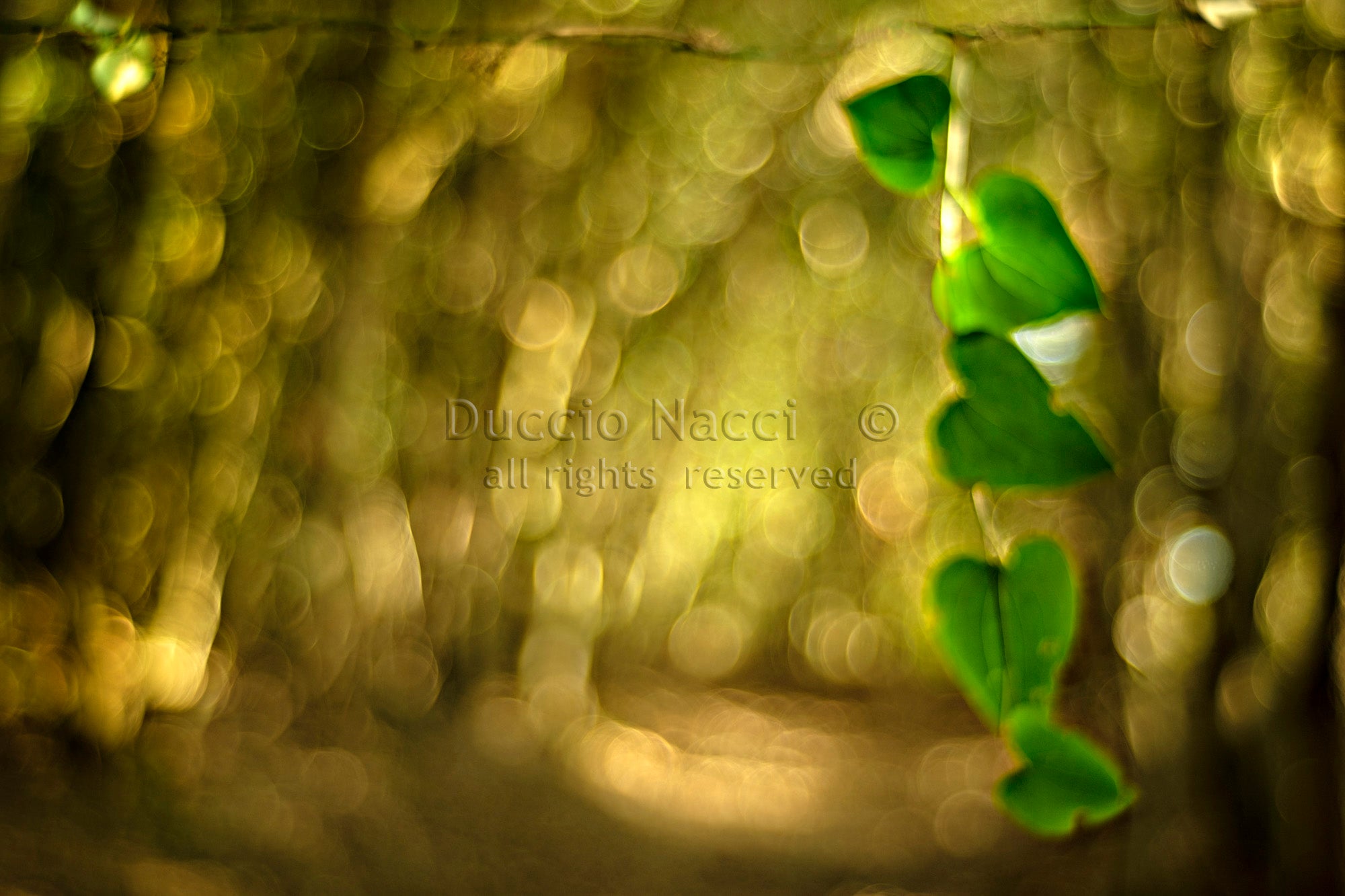 Green Hearts - Duccio Nacci