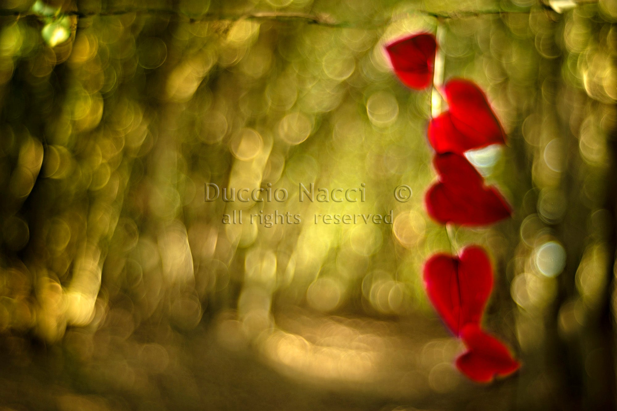 Red Hearts - Duccio Nacci