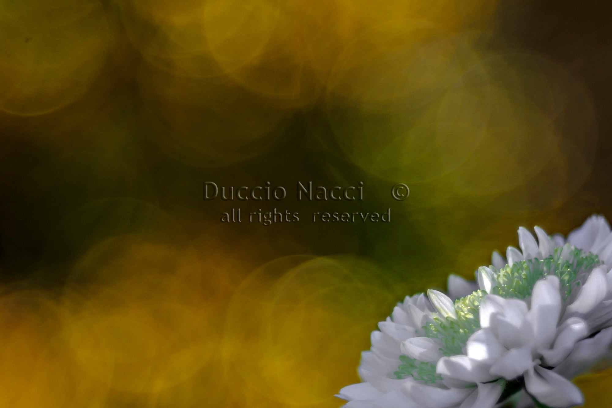 White Daisy - Duccio Nacci