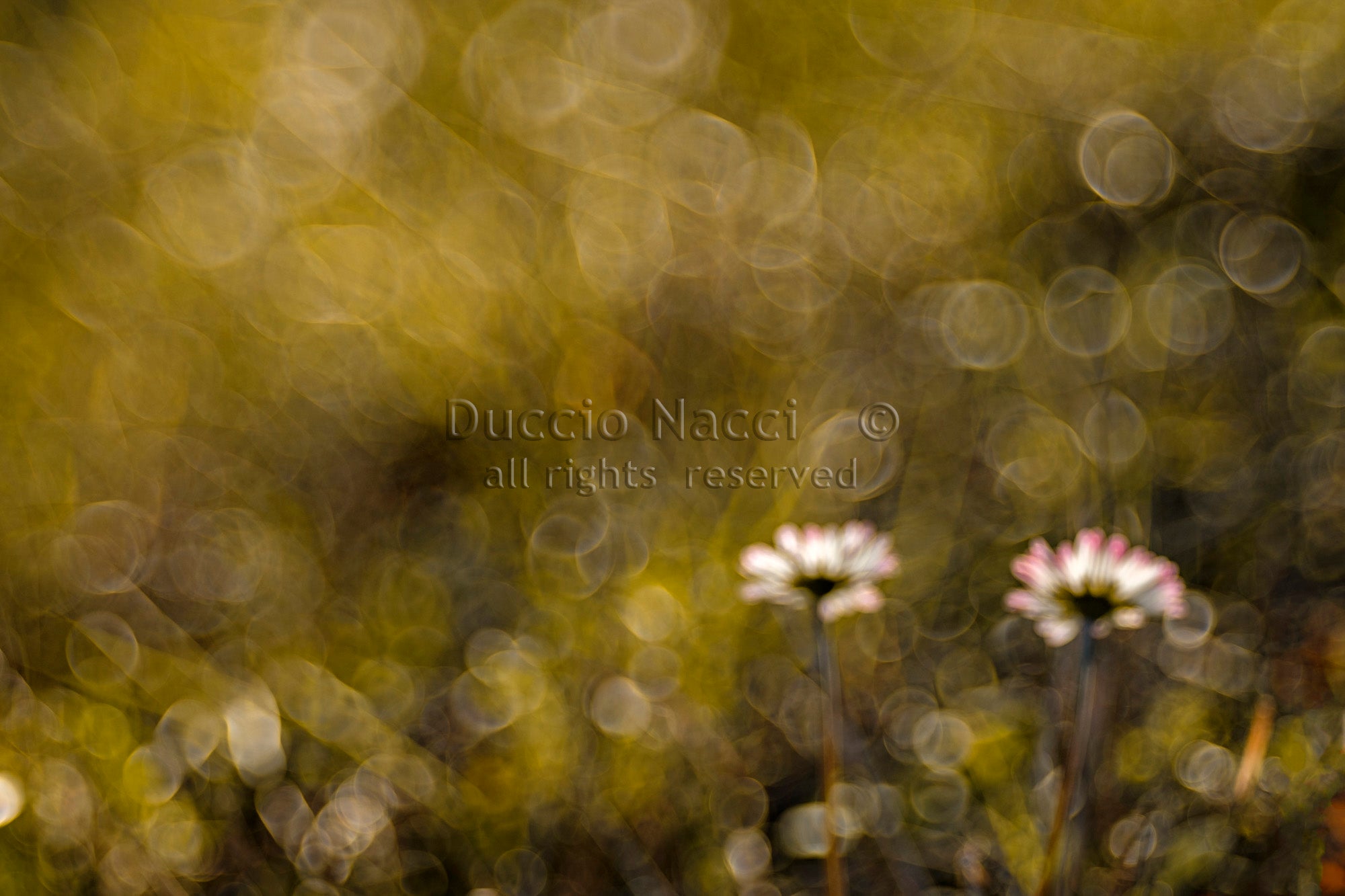 Chamomille - Duccio Nacci