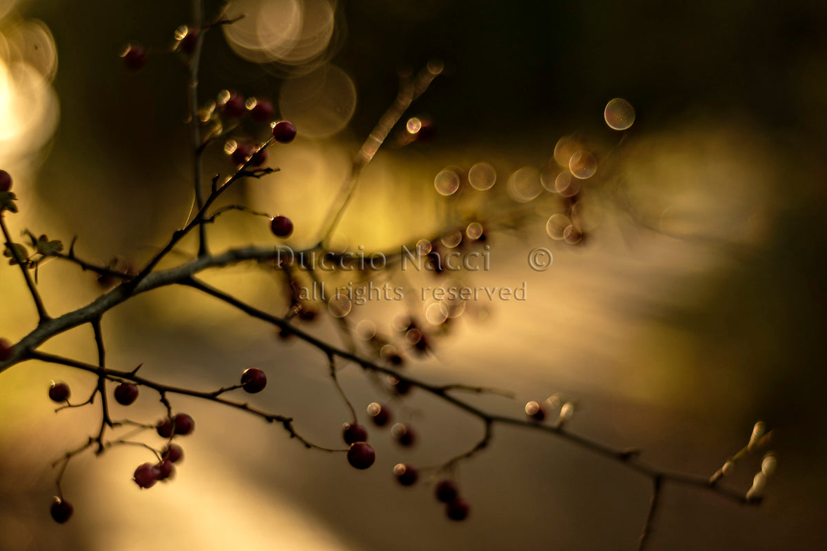 Red Berries