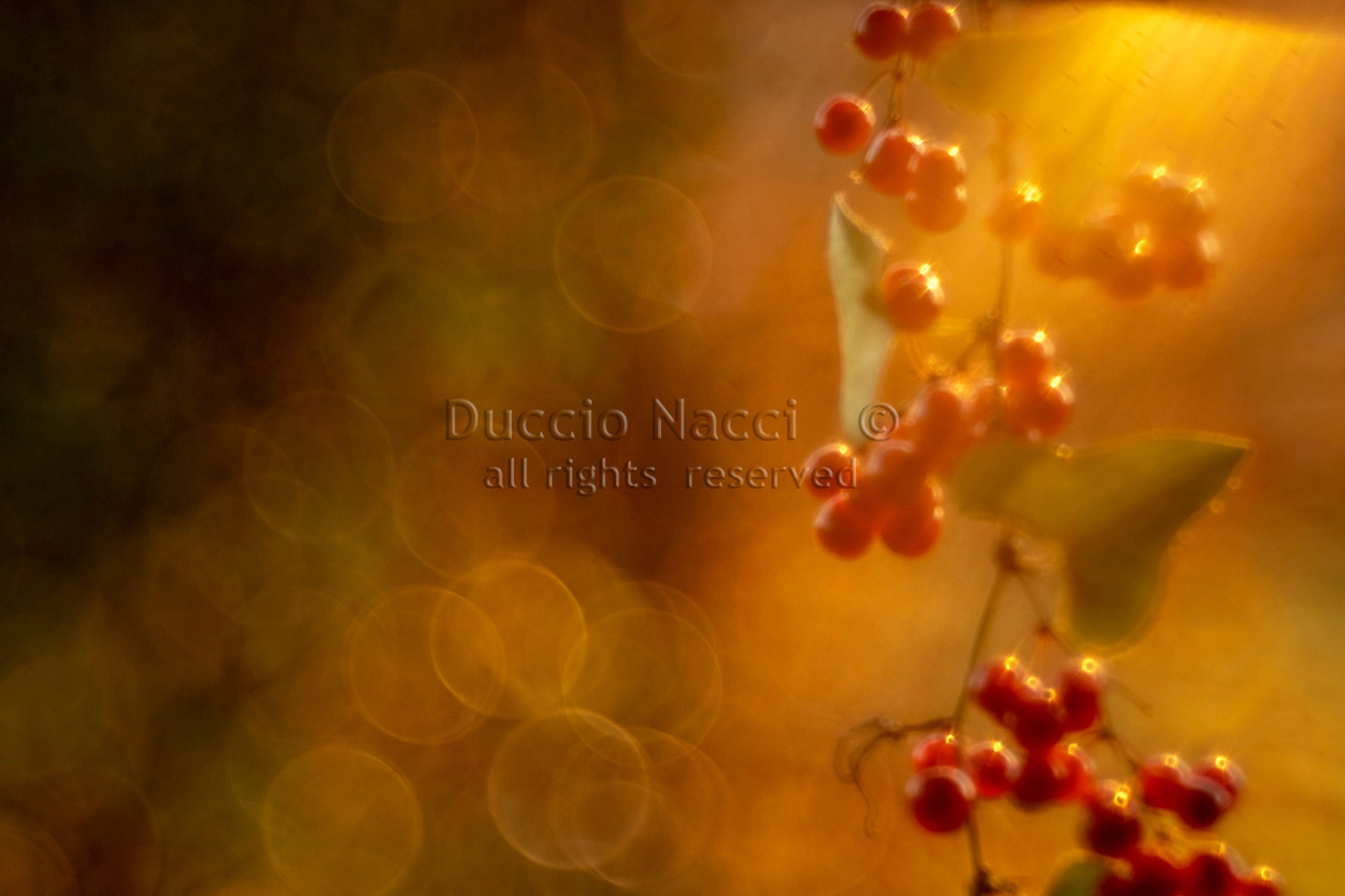 Glossy Berries - Duccio Nacci