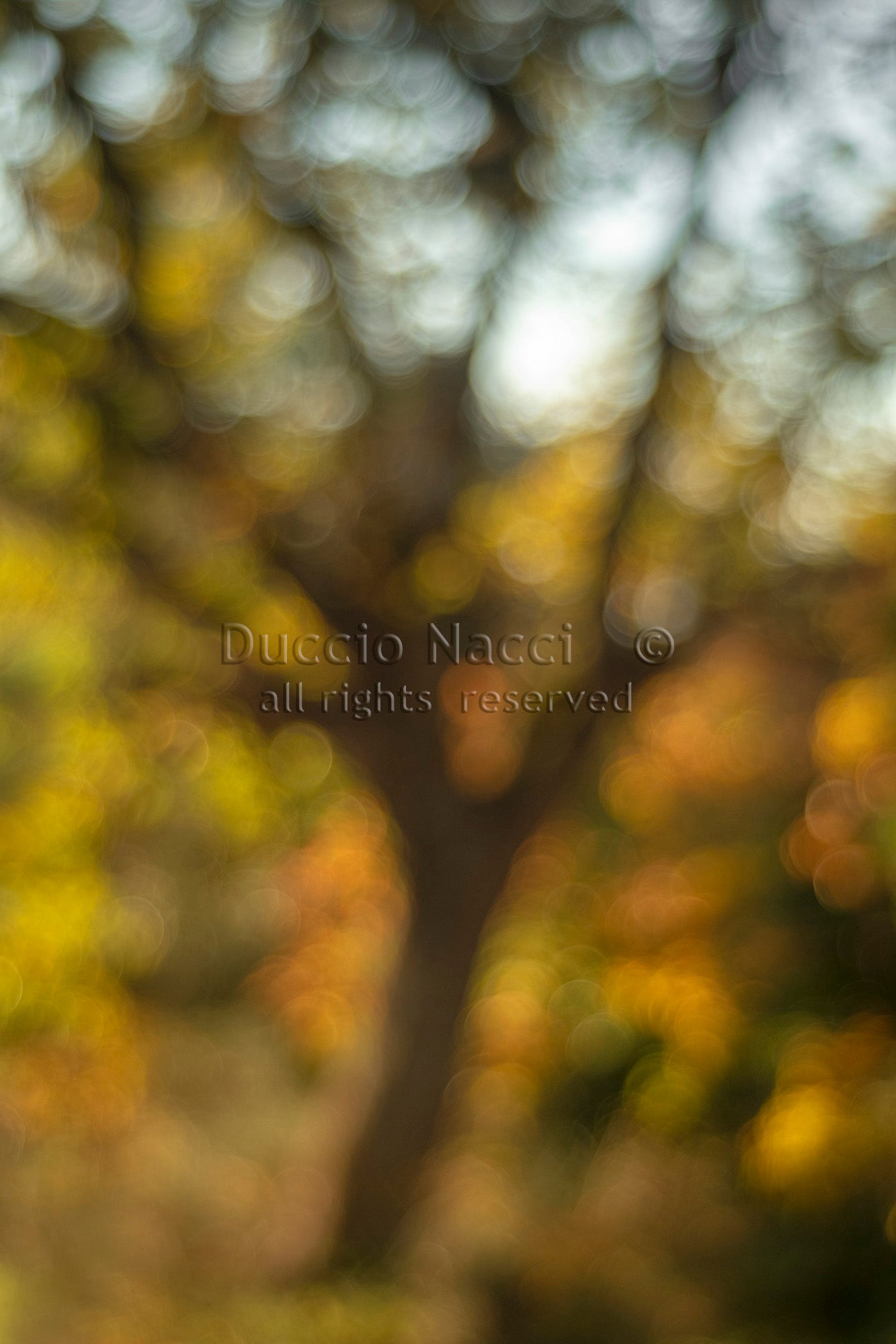 Tree of Light - Duccio Nacci