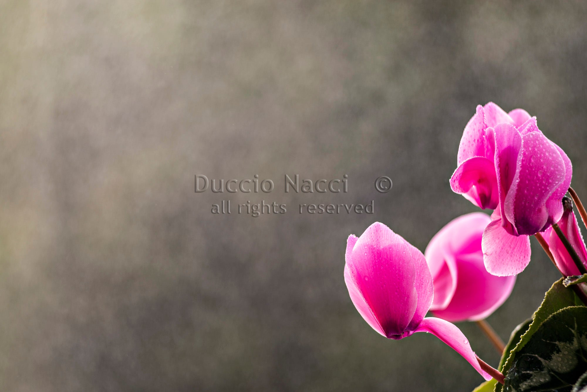Pink Cyclamen Blooms - Duccio Nacci
