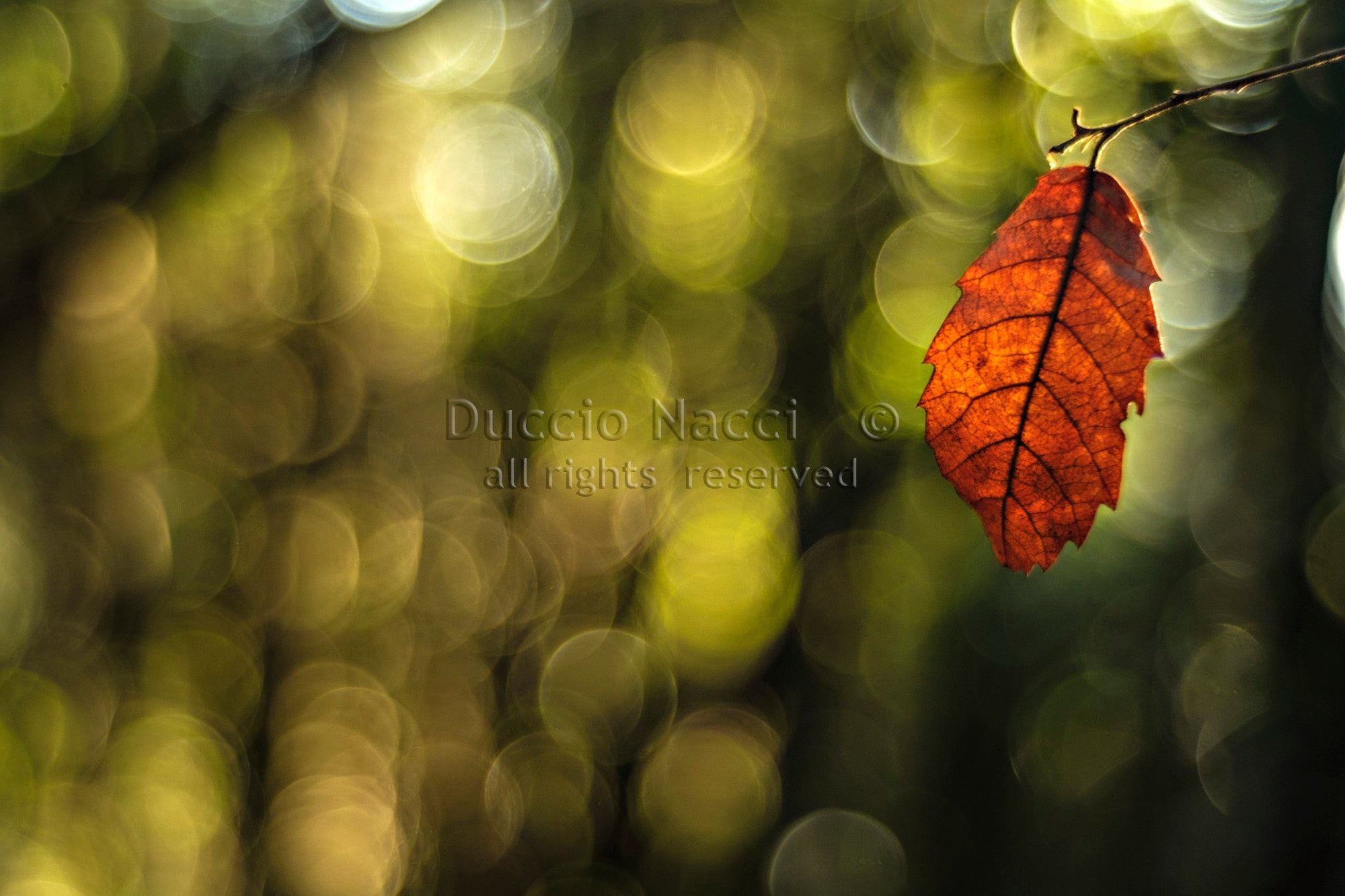 Autumn Leaf - Duccio Nacci