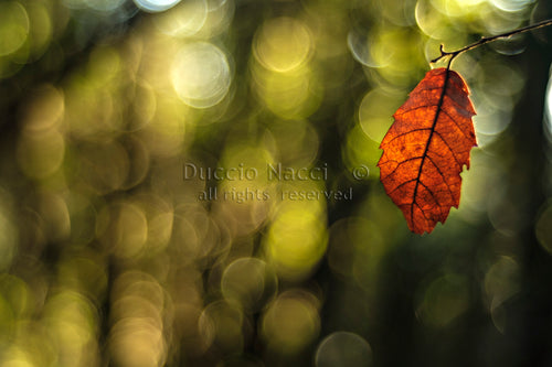 Autumn Leaf - Duccio Nacci