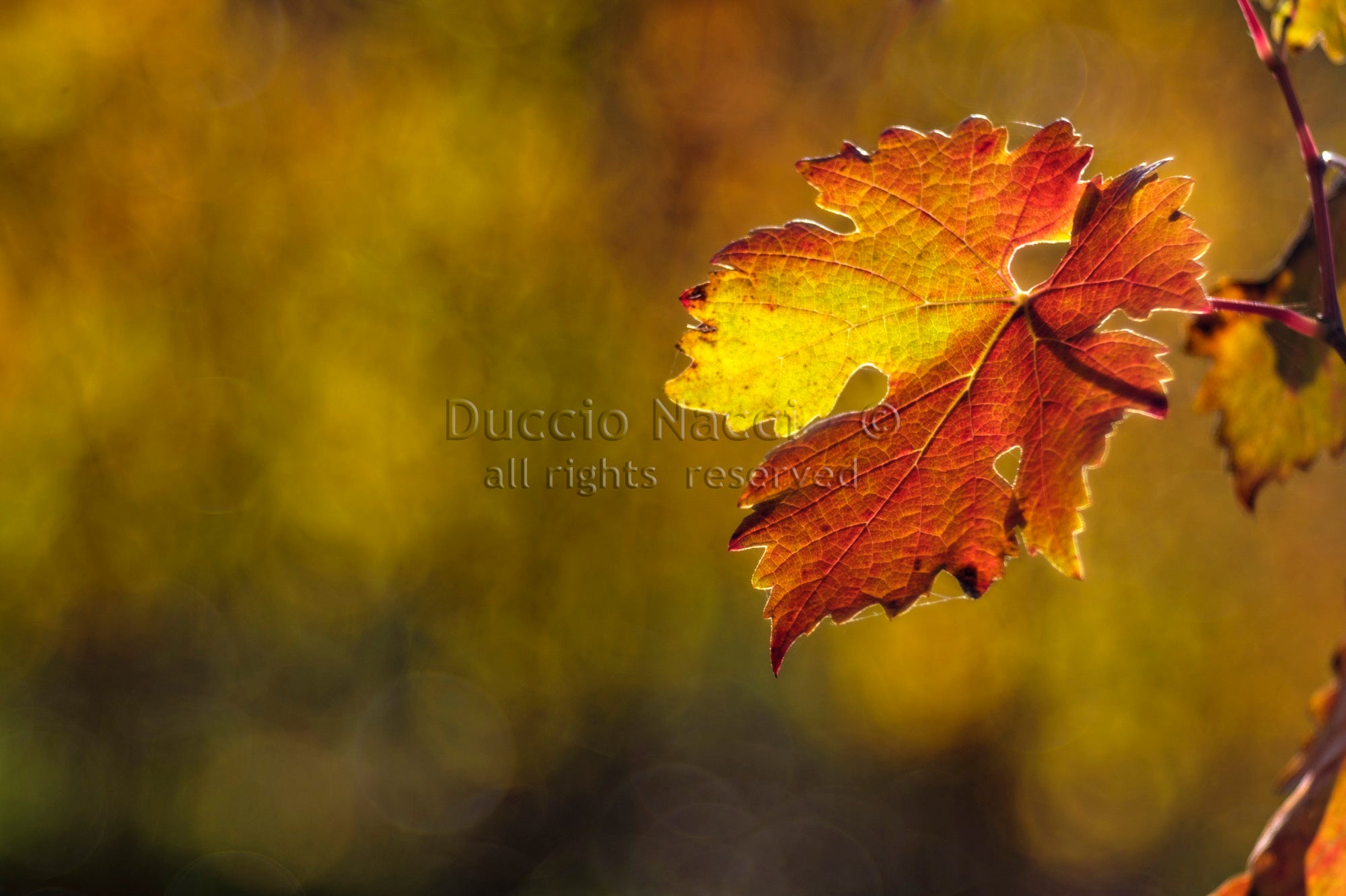 Vine Leaf - Duccio Nacci