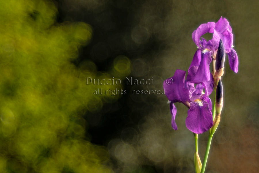 Iris pourpre royal