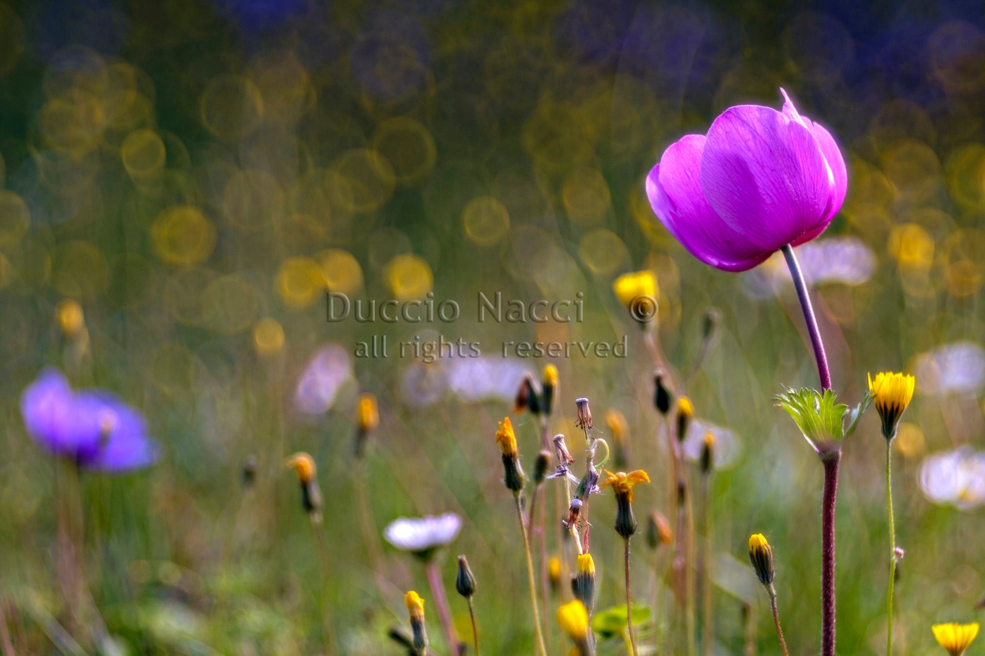 Tuscan Dawn Anemone - Duccio Nacci