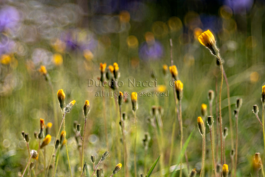 Éveil d'une marguerite jaune