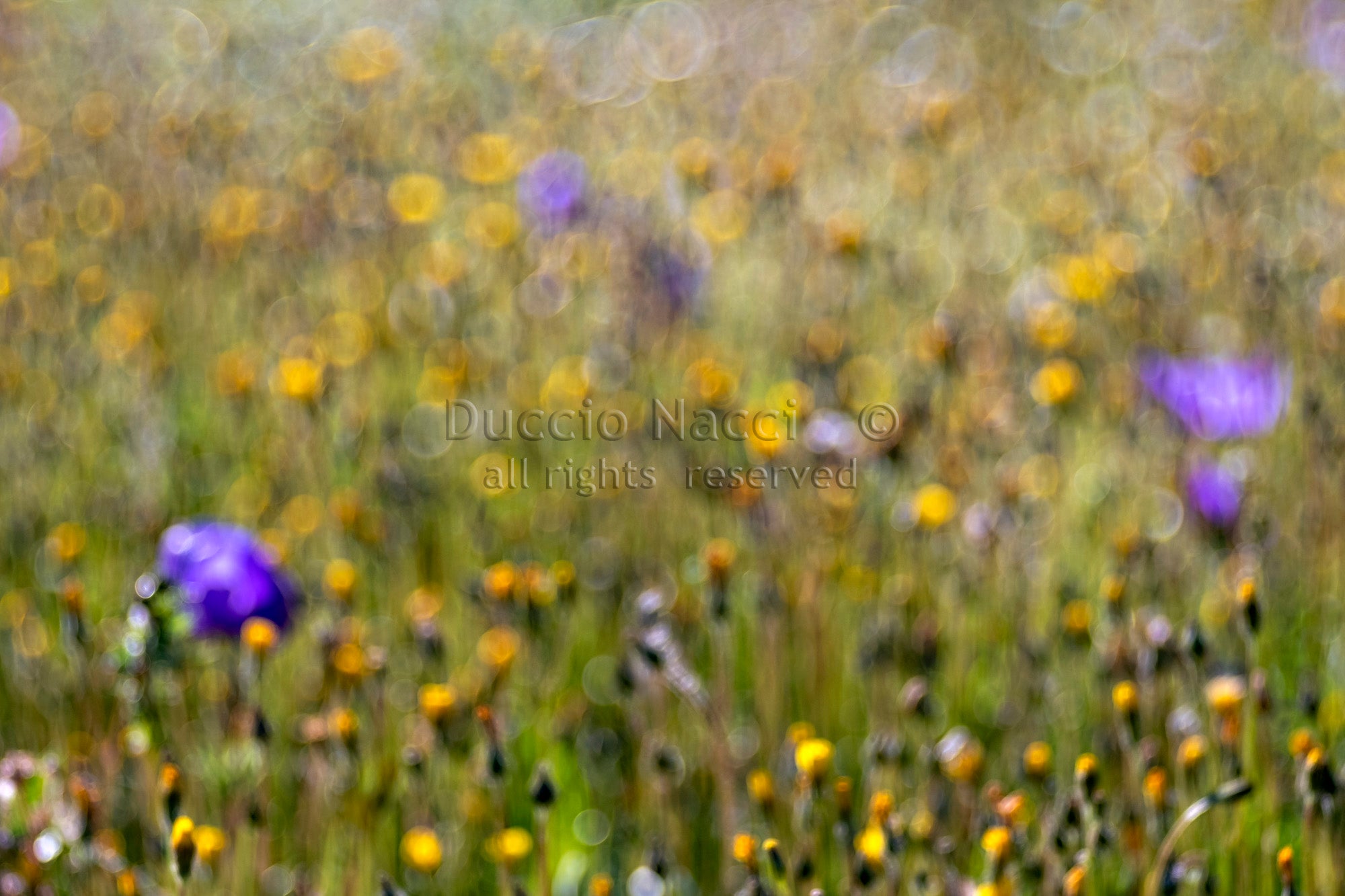 Wildflower Whispers - Duccio Nacci
