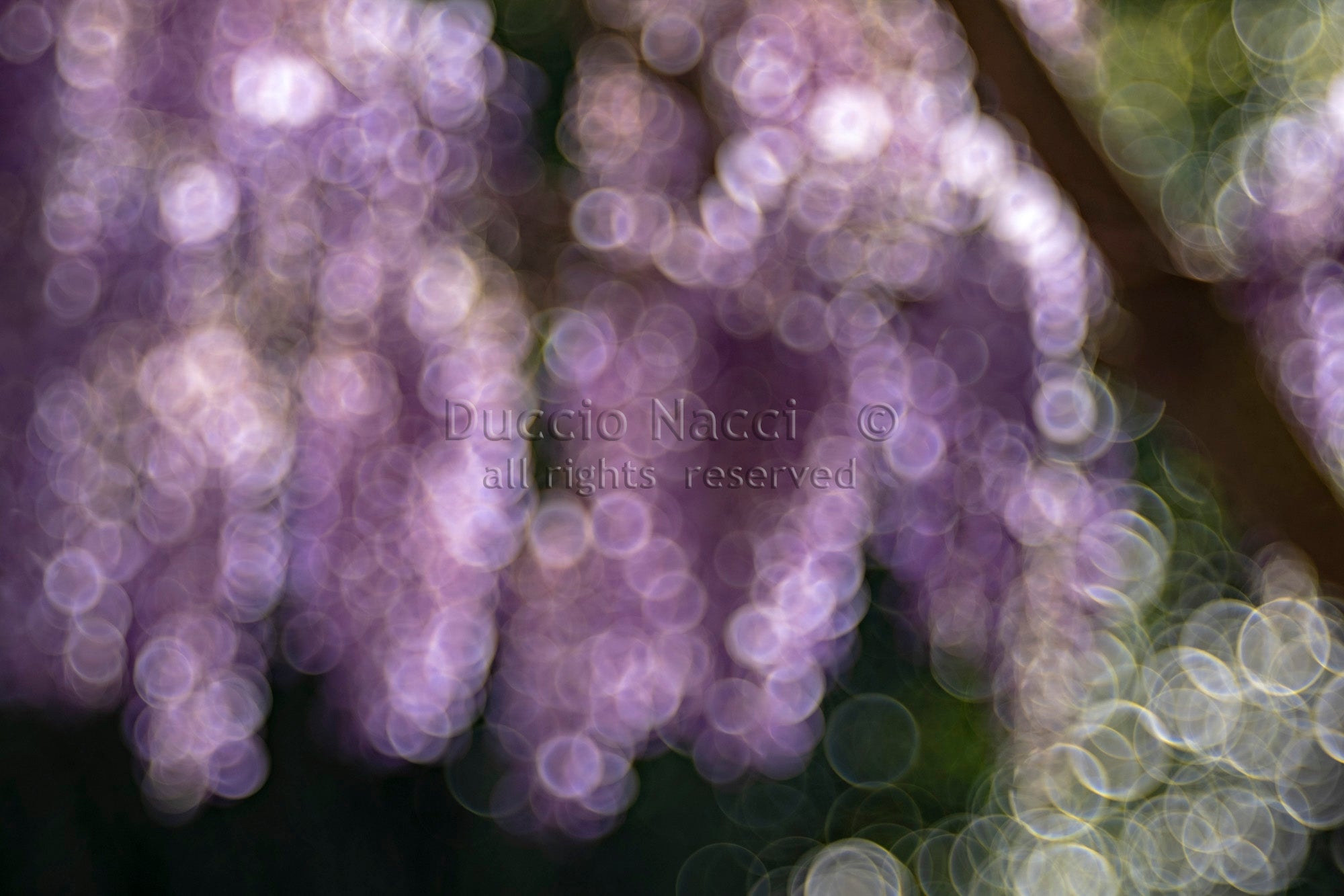 Violet Reverie - Duccio Nacci