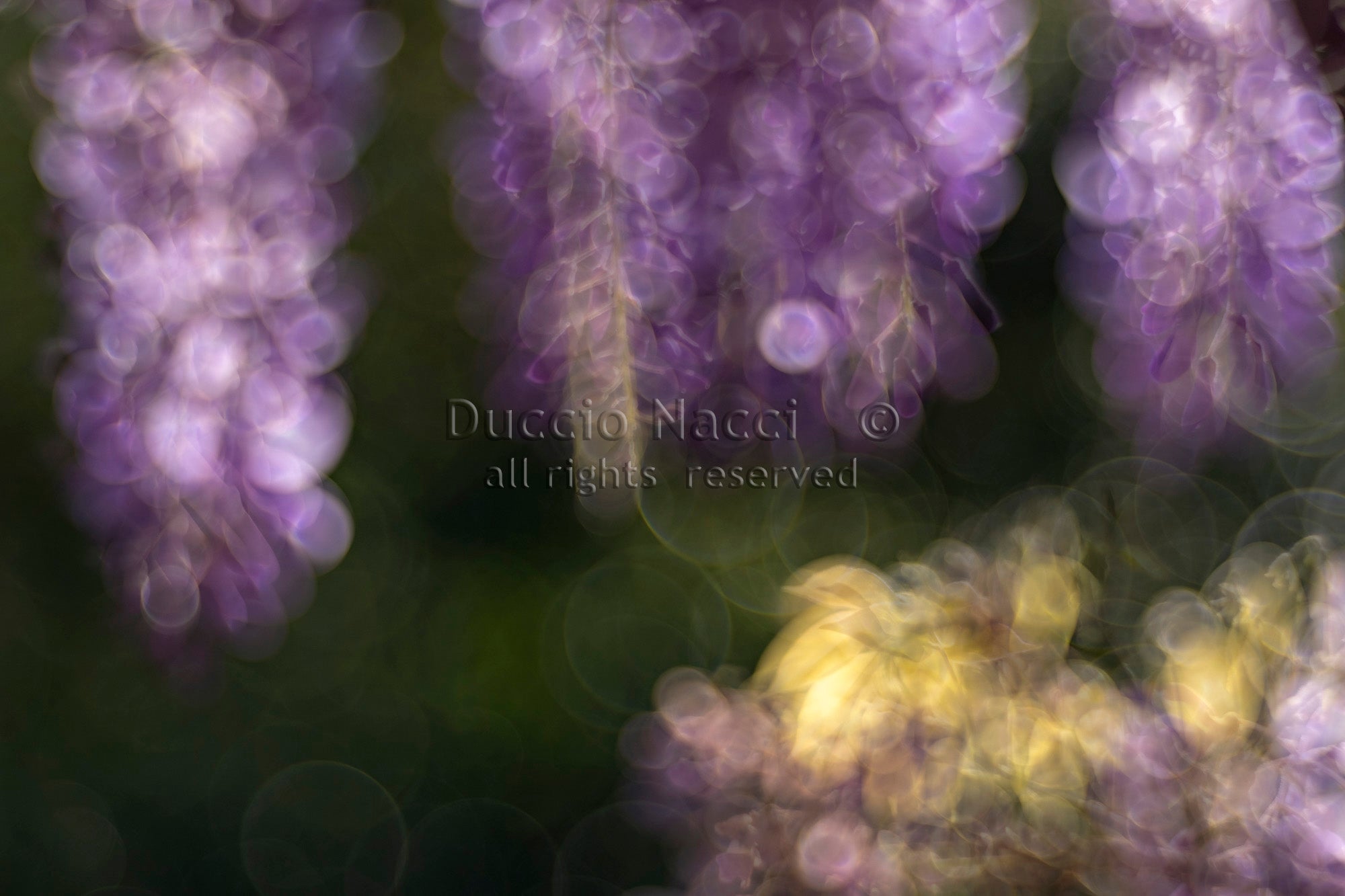 Solitary Anemone’s Song - Duccio Nacci