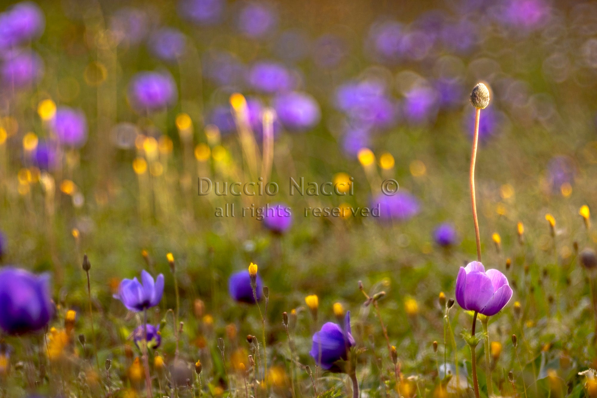Purple Reverie - Duccio Nacci