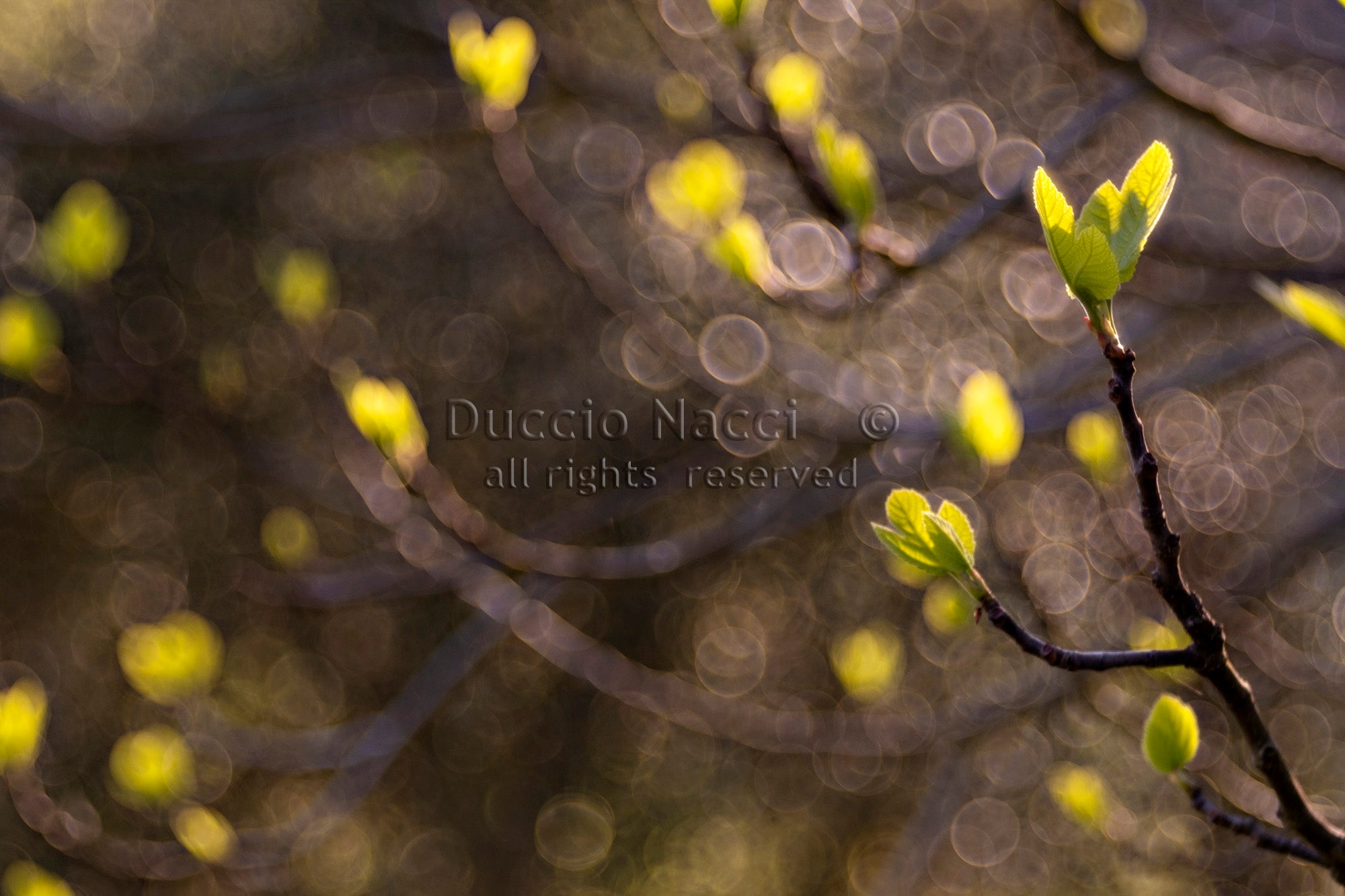 Green Lily Awakening - Duccio Nacci