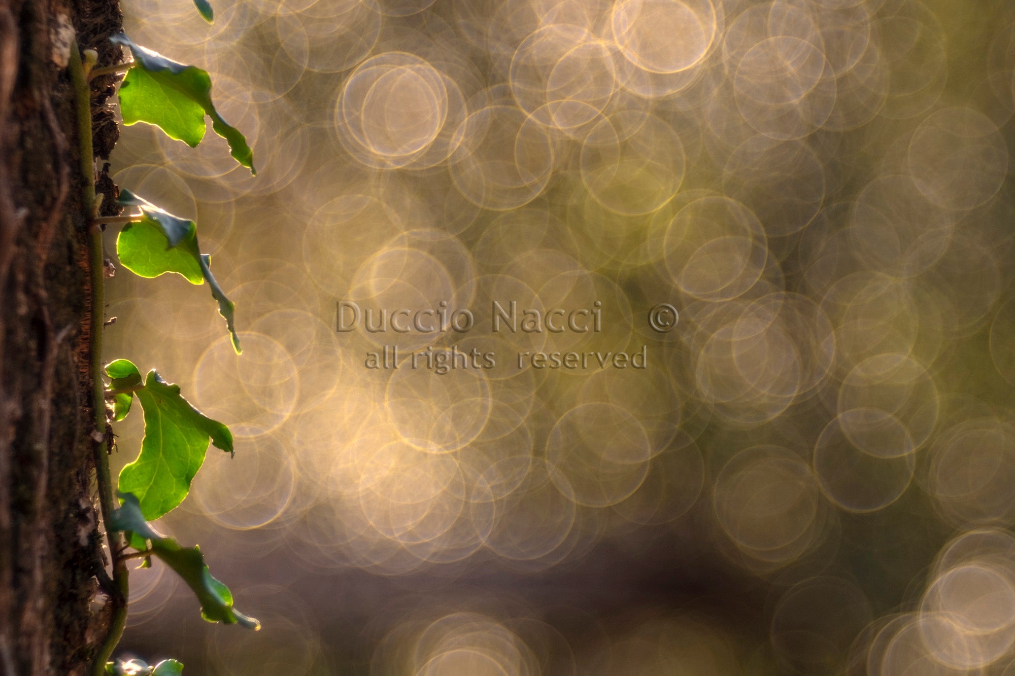 Ivy Leaves - Duccio Nacci