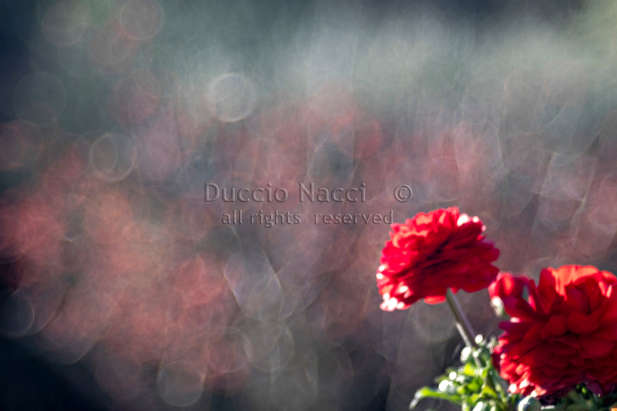Scarlet Geranium Echoes - Duccio Nacci
