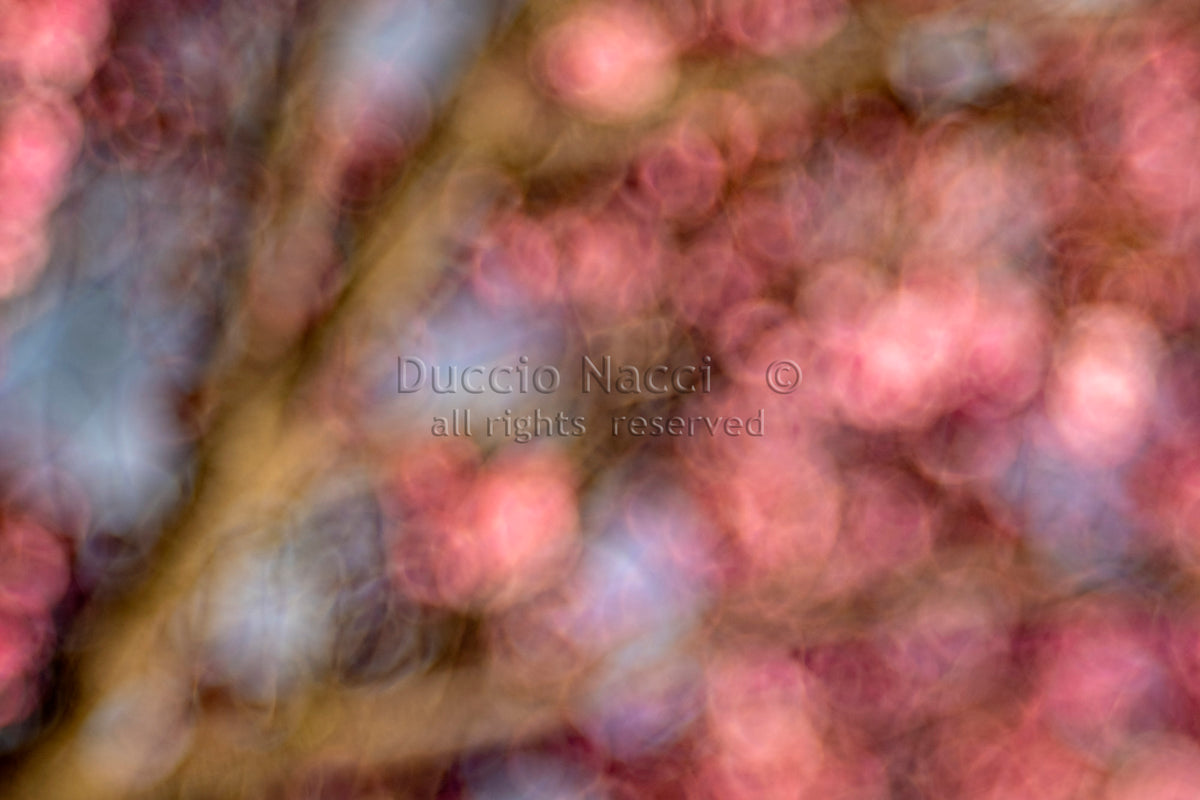 Pink Blossom Dream