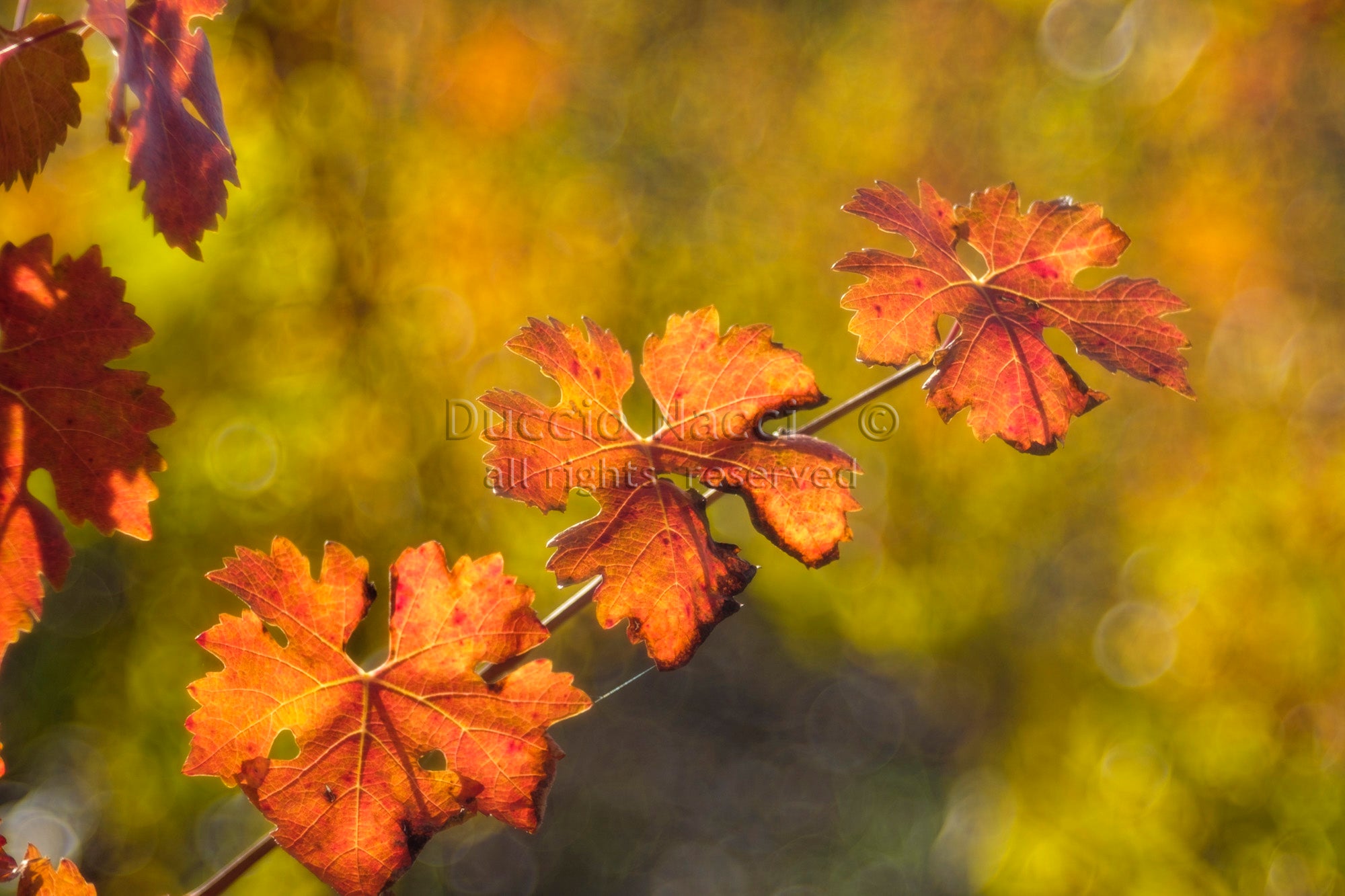 Autumnal vine leaves - Duccio Nacci