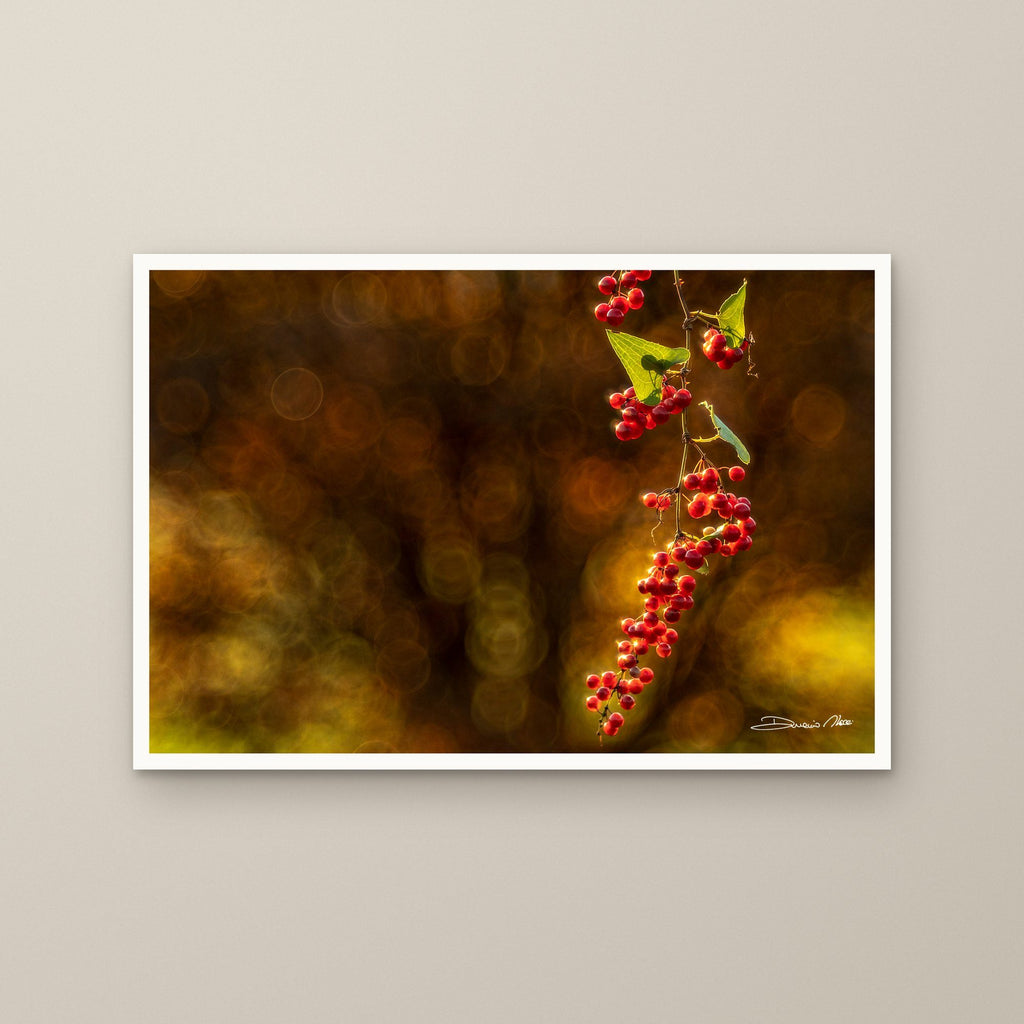 Fiery Red Berries – fine art print by Duccio Nacci, size M/L/XL/XXL, print only
