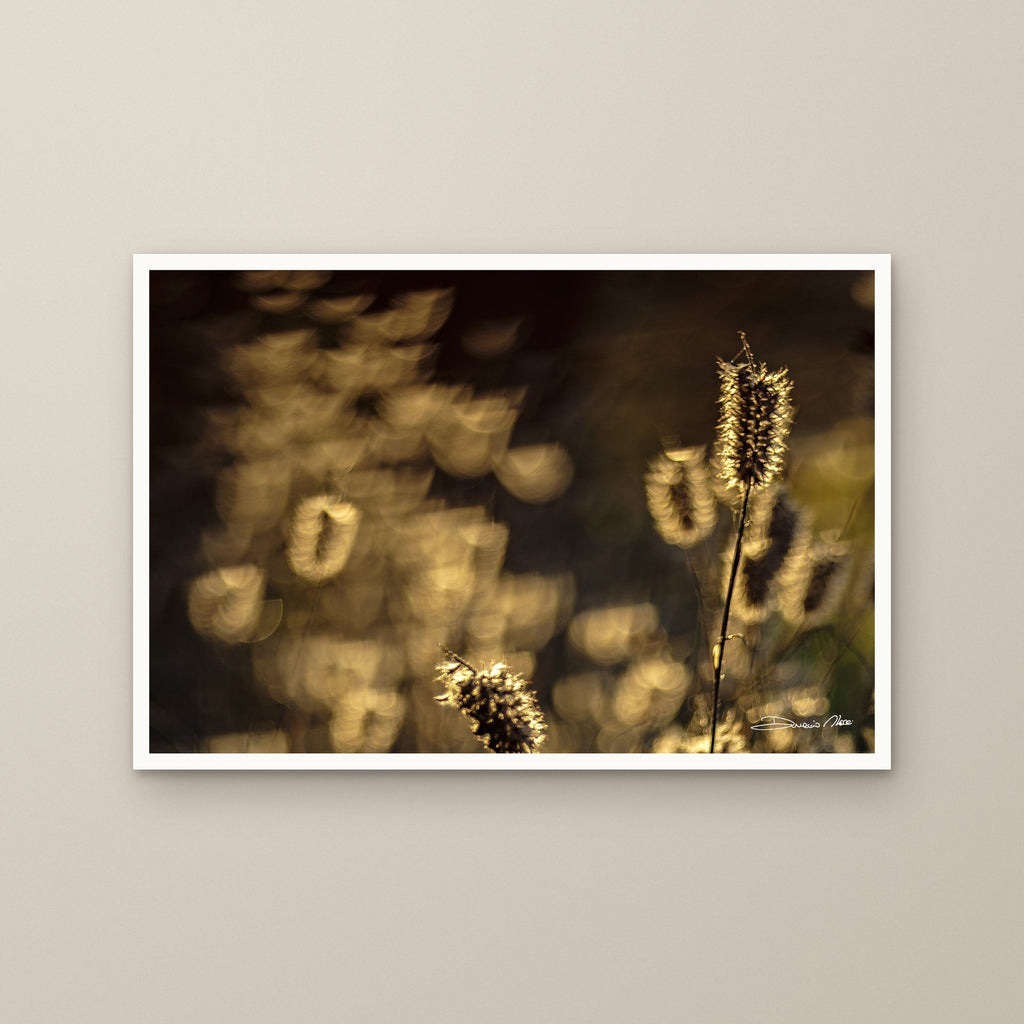 Foxtail Grasses – fine art print by Duccio Nacci, size M/L/XL/XXL, print only