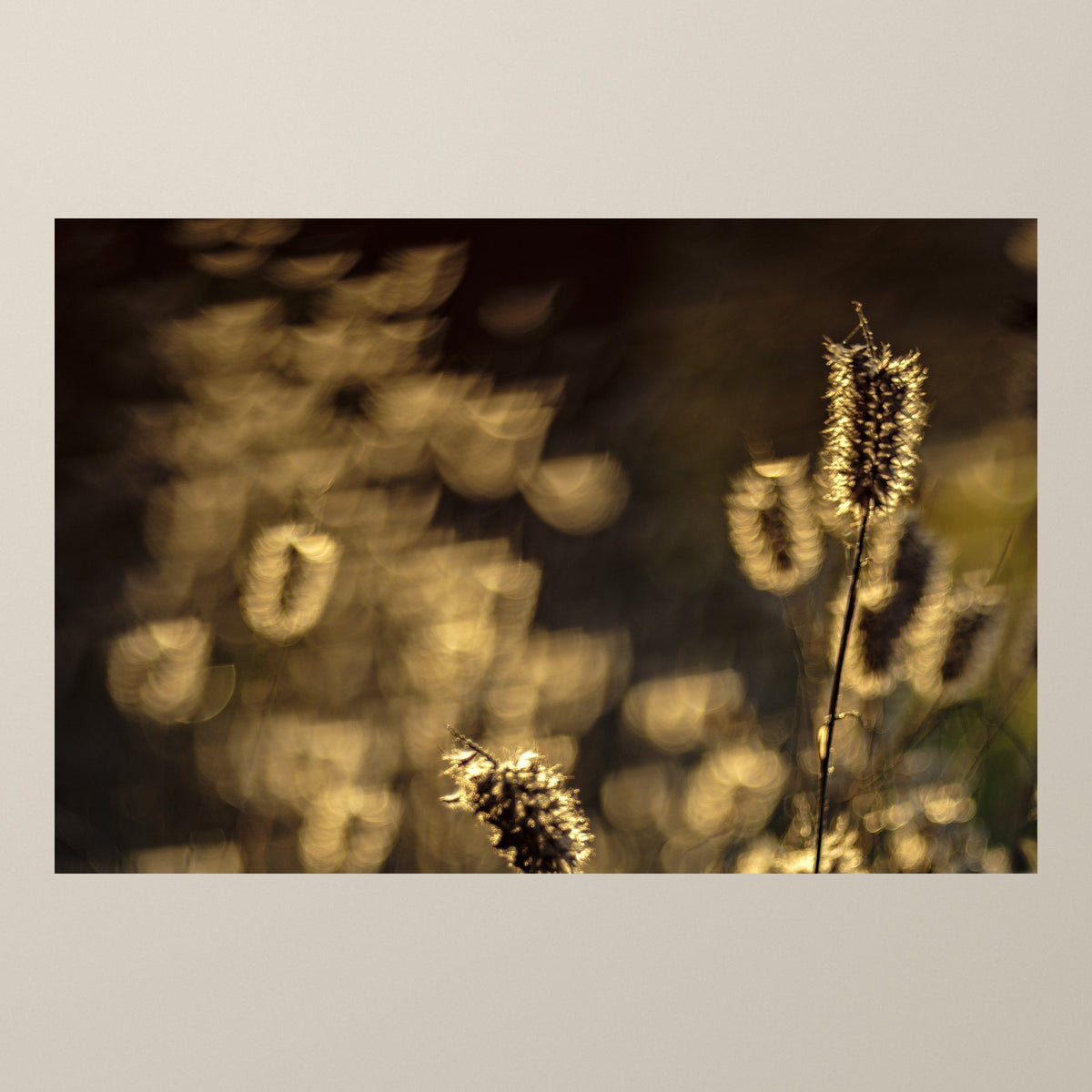 Foxtail Grasses – Foxtail grasses glowing in late afternoon light with warm bokeh – photograph by Duccio Nacci