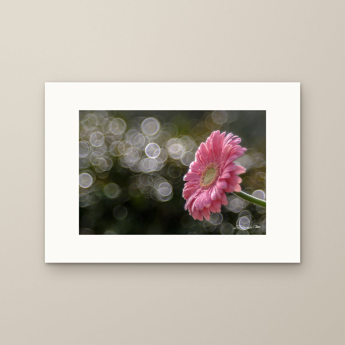 Gerbera’s Morning Waltz – fine art print by Duccio Nacci, size XS, print only on A2 paper (42 × 59.4 cm)