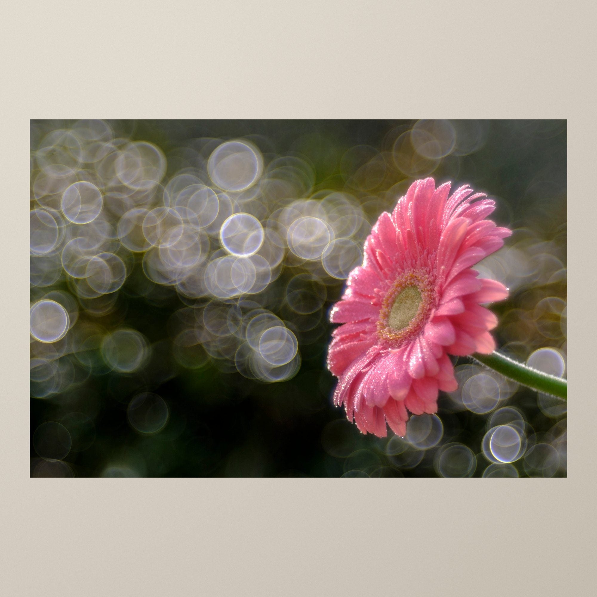 Il valzer mattutino della gerbera