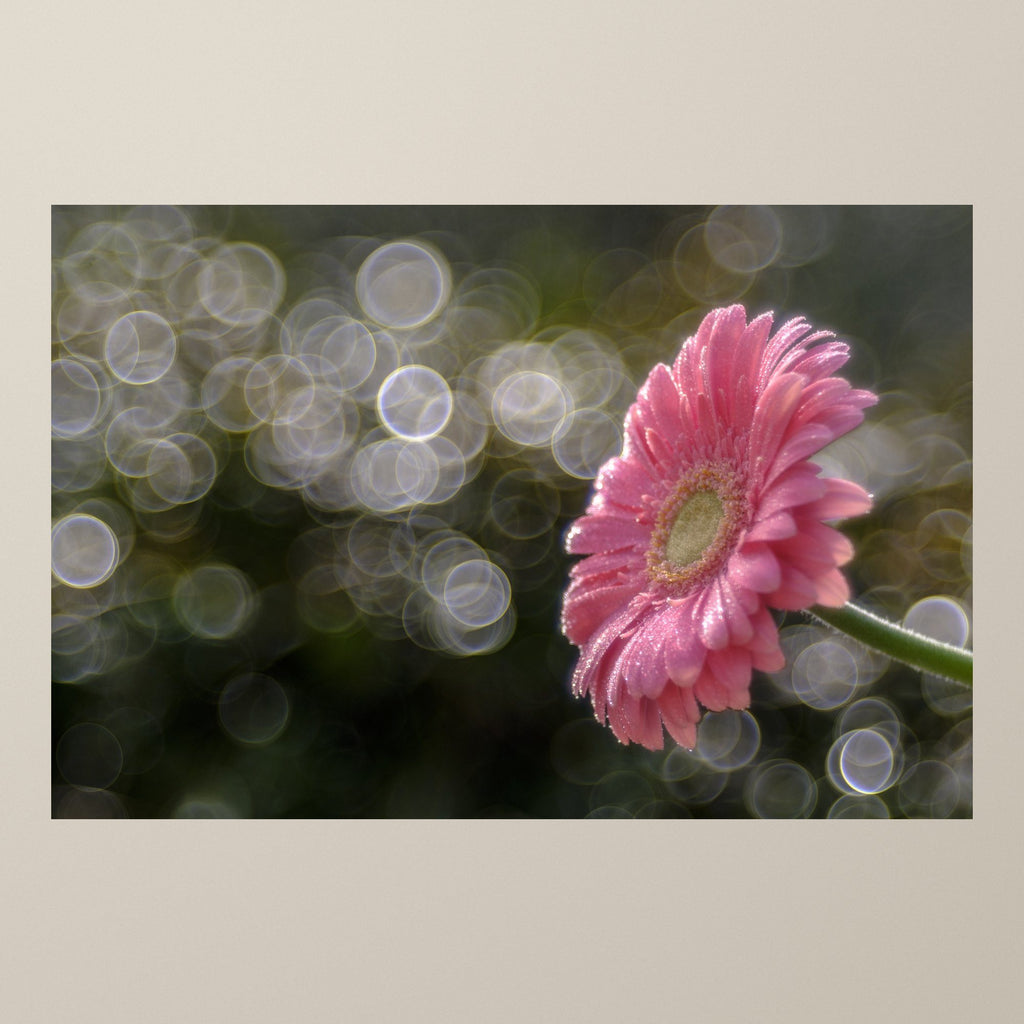 Gerbera’s Morning Waltz – A pink gerbera glistening with morning dew against silvery-white bokeh – photograph by Duccio Nacci