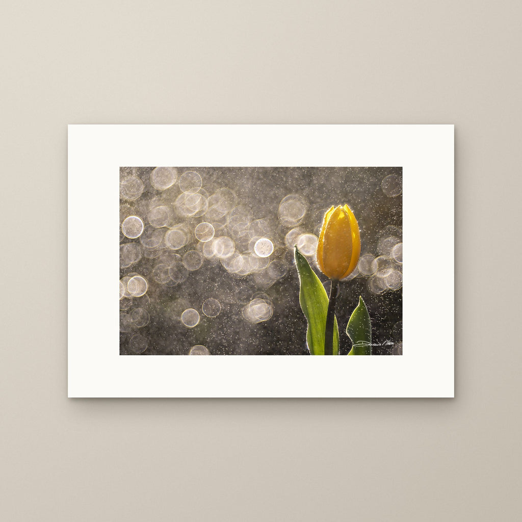 Golden Tulip in the Rain - Horizontal – fine art print by Duccio Nacci, size XS, print only on A2 paper (42 × 59.4 cm)