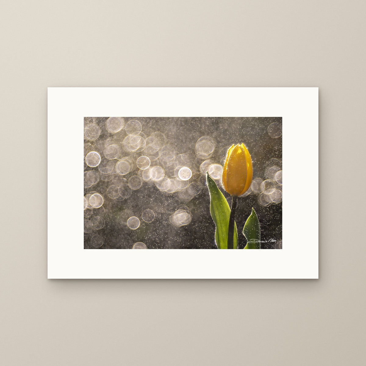 Golden Tulip in the Rain - Horizontal – fine art print by Duccio Nacci, size XS, print only on A2 paper (42 × 59.4 cm)