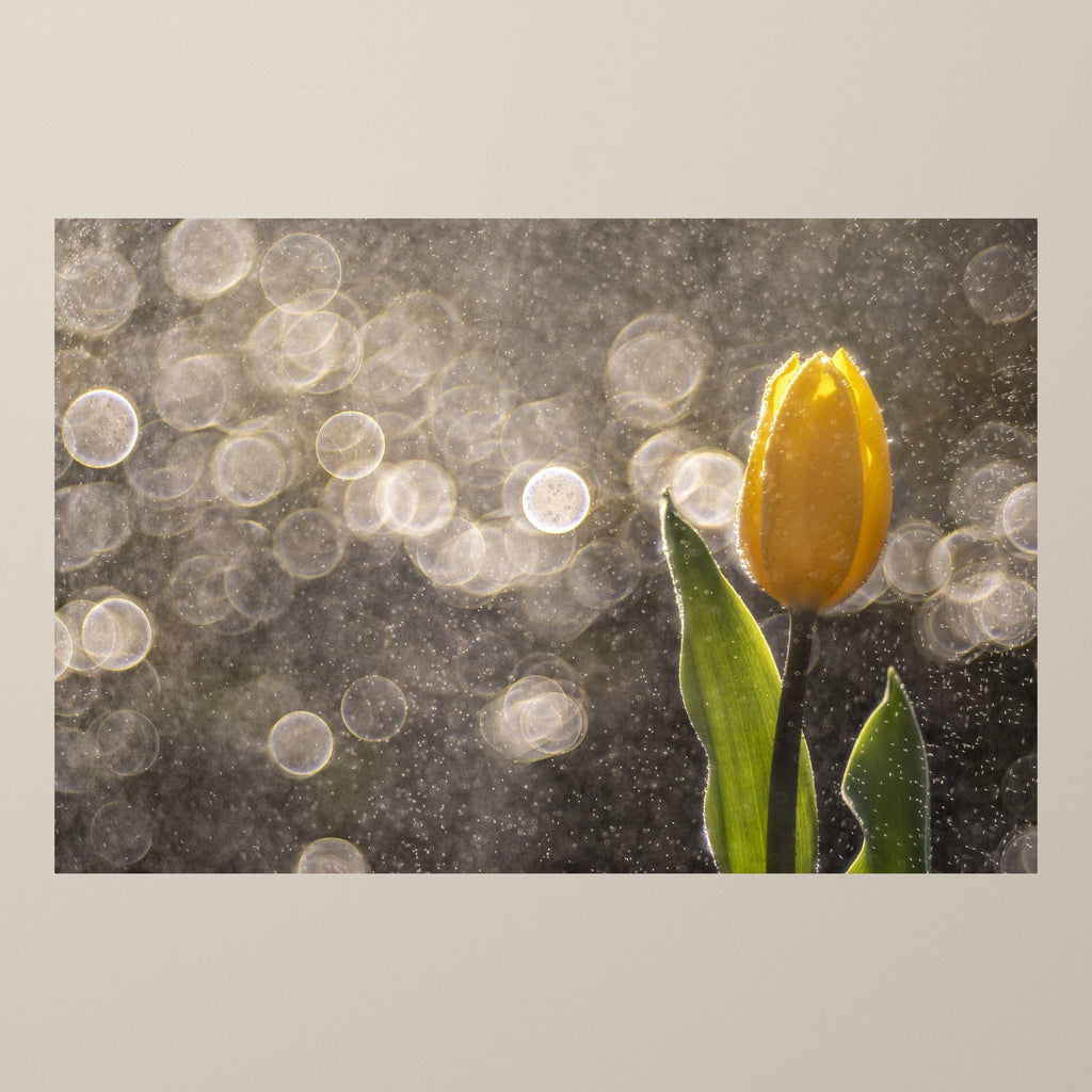Golden Tulip in the Rain - Horizontal – A yellow tulip covered in sparkling raindrops against luminous bokeh – photograph by Duccio Nacci