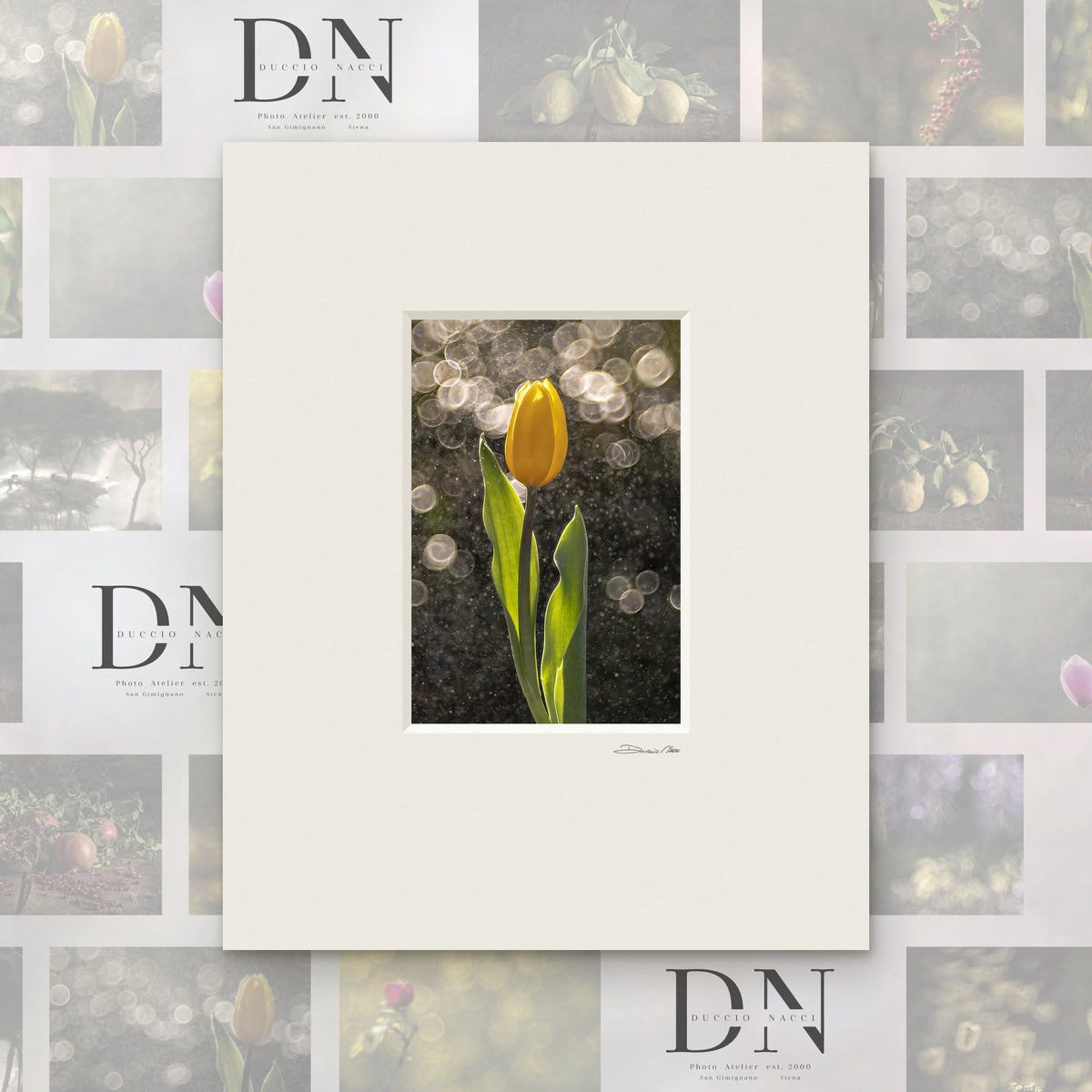 Tulipe dorée sous la pluie – tirage d'art de Duccio Nacci, format 24×30, tirage avec passe-partout blanc