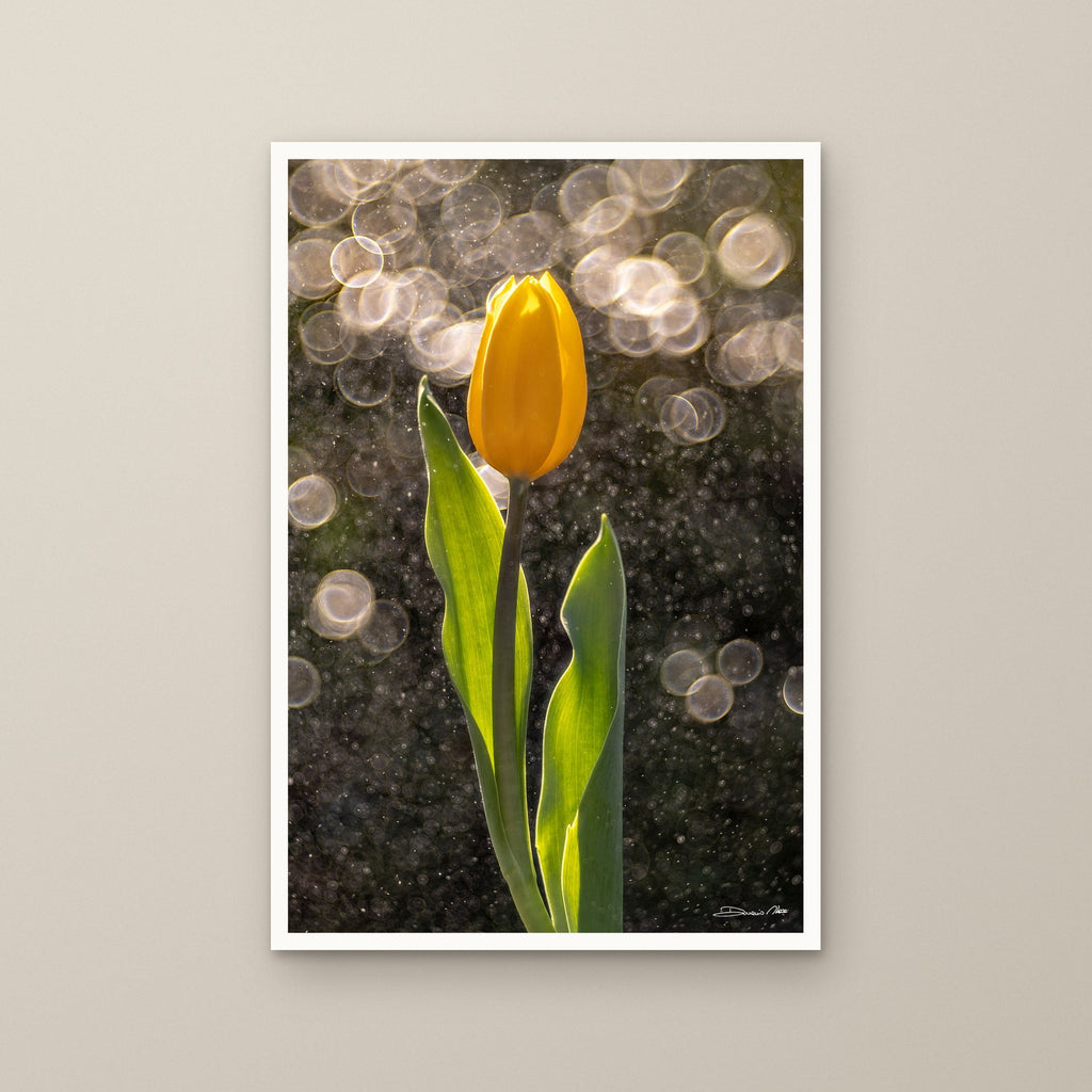 Golden Tulip in the Rain – fine art print by Duccio Nacci, size M/L/XL/XXL, print only