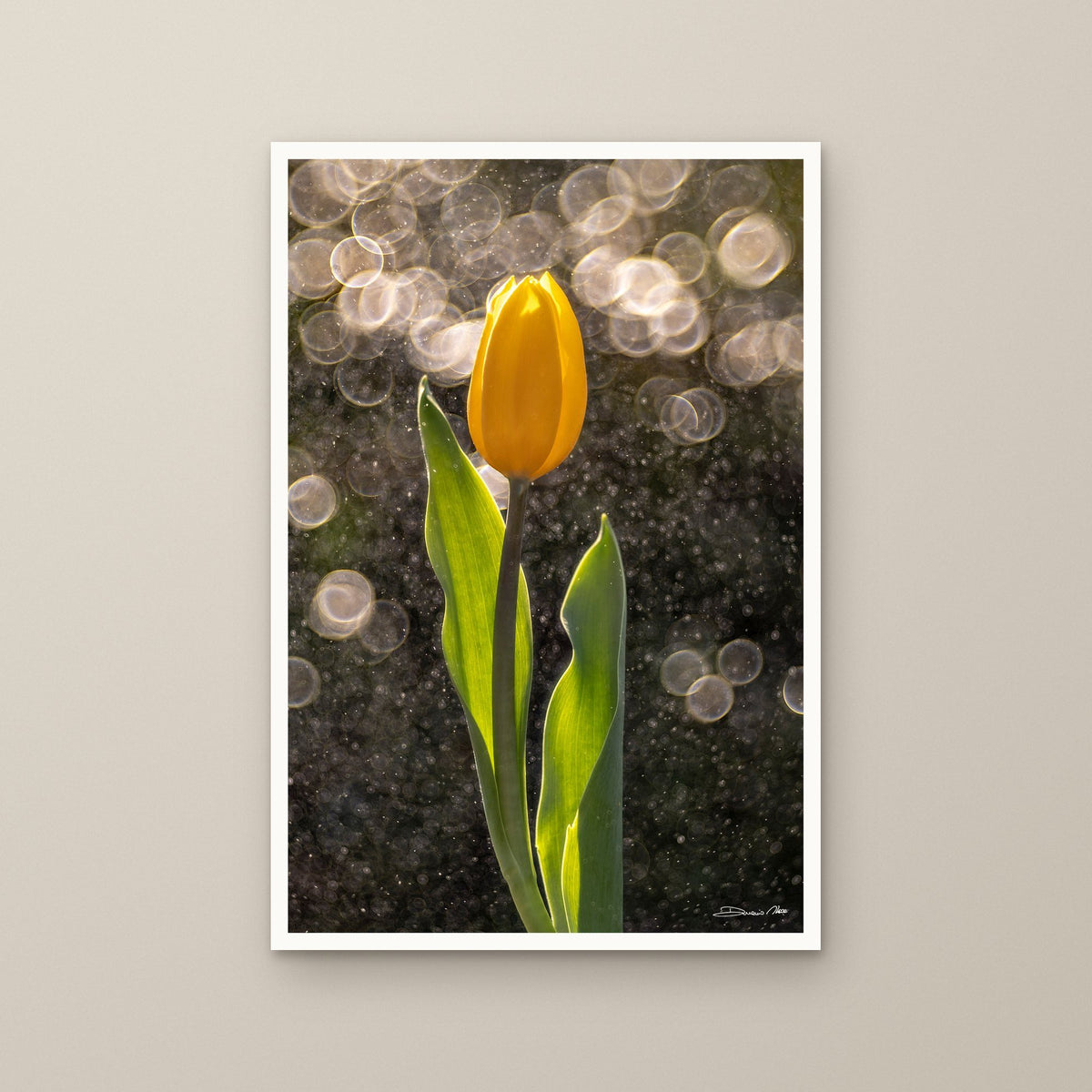 Golden Tulip in the Rain – fine art print by Duccio Nacci, size M/L/XL/XXL, print only