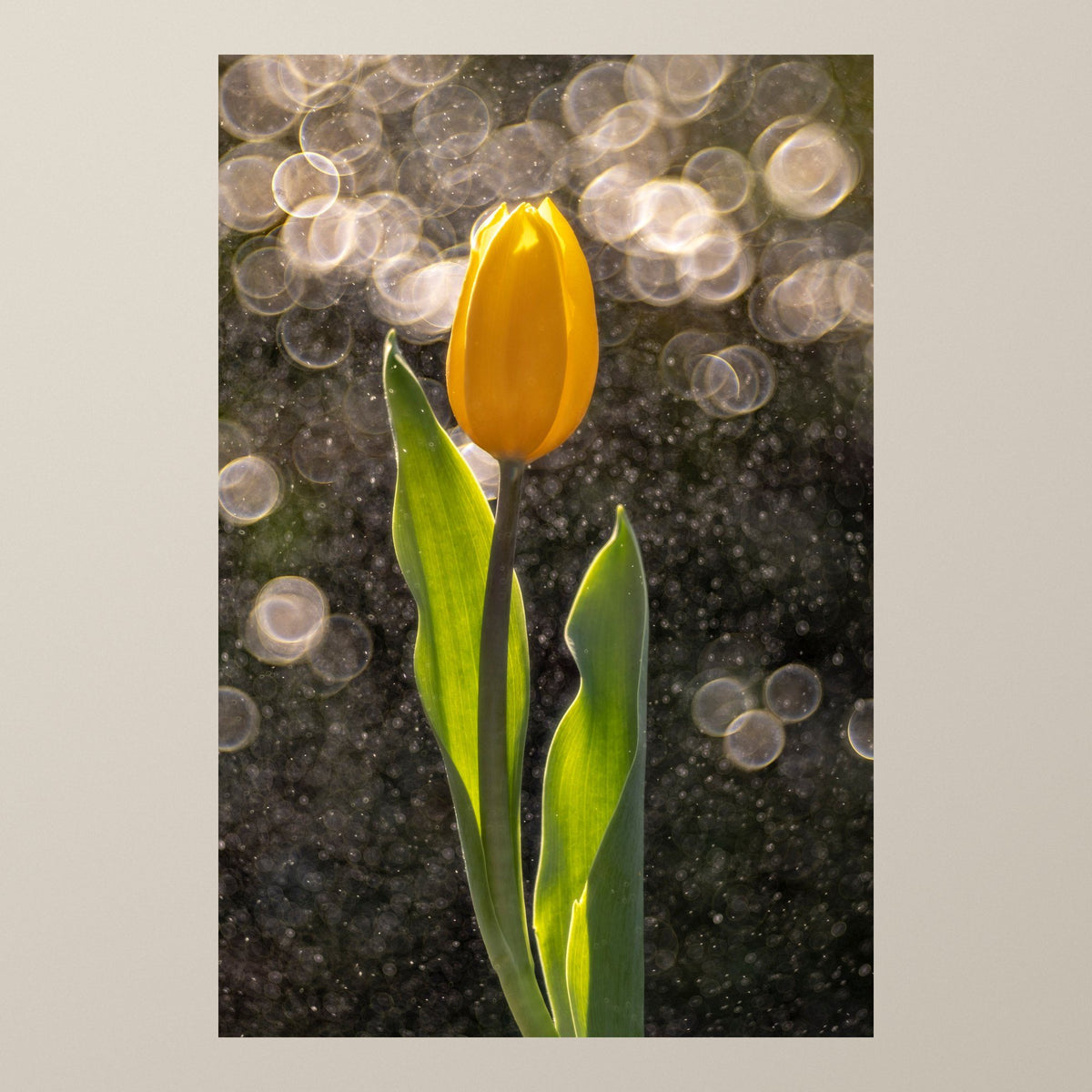 Golden Tulip in the Rain – A golden tulip backlit among sparkling water droplets – photograph by Duccio Nacci