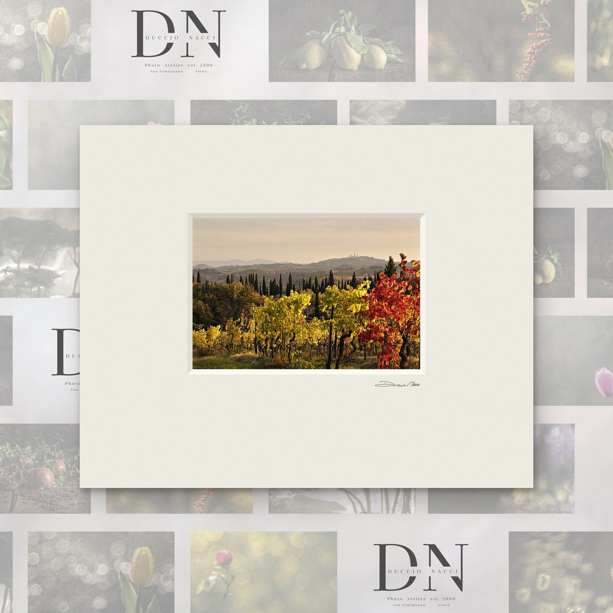 Vignes dorées – tirage d'art de Duccio Nacci, format 24×30, tirage avec passe-partout blanc