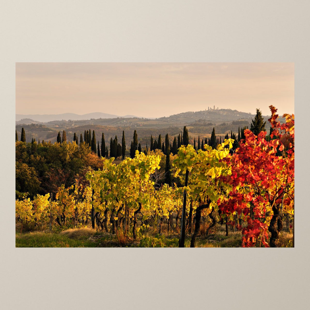 Golden Vines - Duccio Nacci