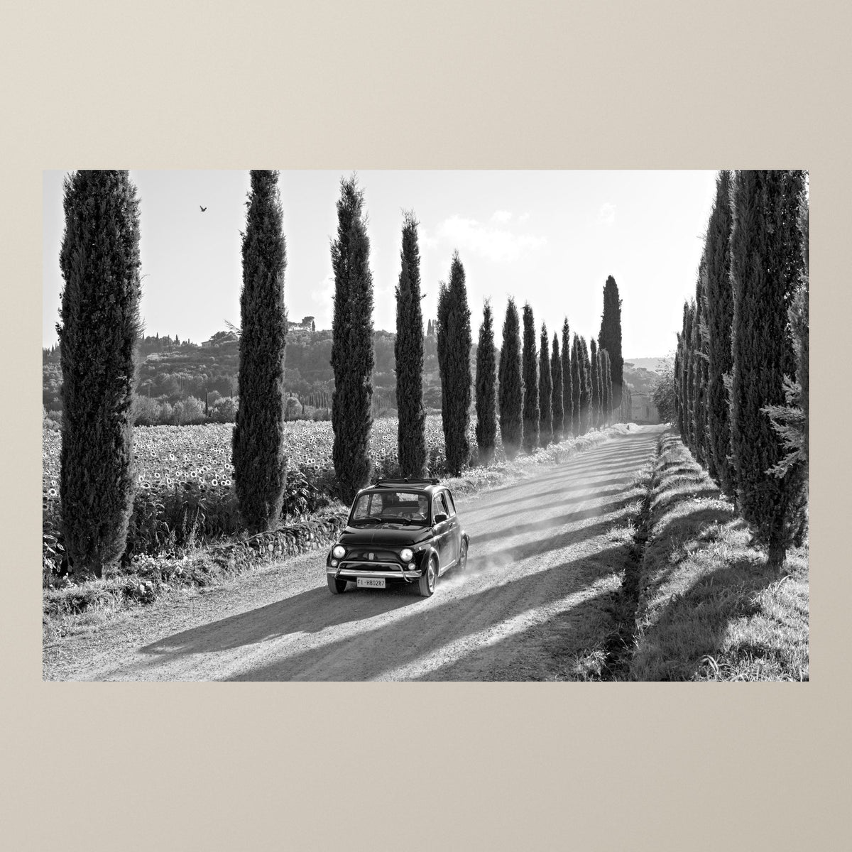 Italian Travels in the 60s – A Fiat 500 on a road lined with tall cypresses, long shadows on the asphalt – photograph by Duccio Nacci