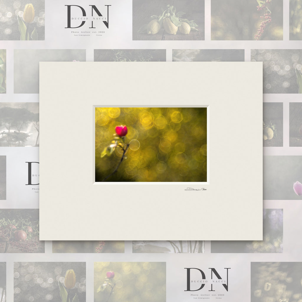Crimson Rosebud – fine art print by Duccio Nacci, size 24×30, print with white mat