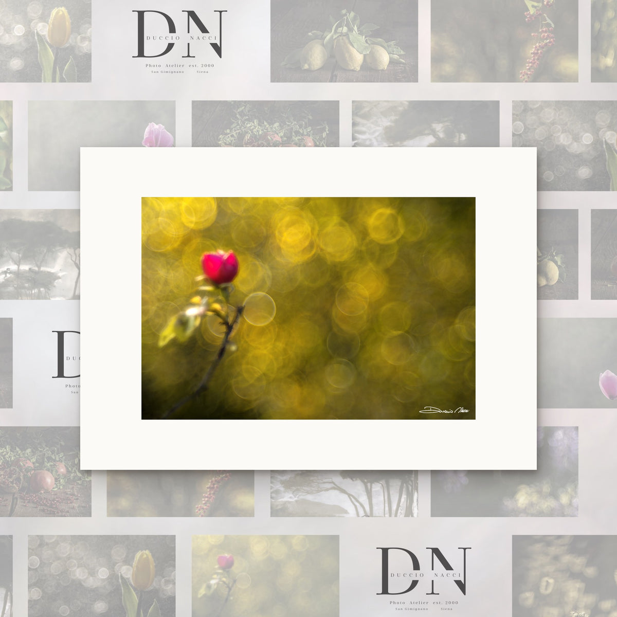 Crimson Rosebud – fine art print by Duccio Nacci, size XS, print only on A2 paper (42 × 59.4 cm)