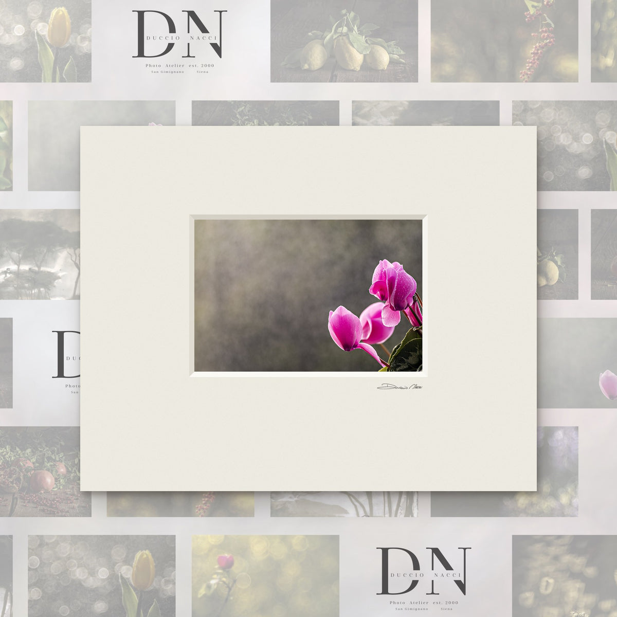 Cyclamens roses en fleurs – tirage d'art de Duccio Nacci, format 24×30, tirage avec passe-partout blanc