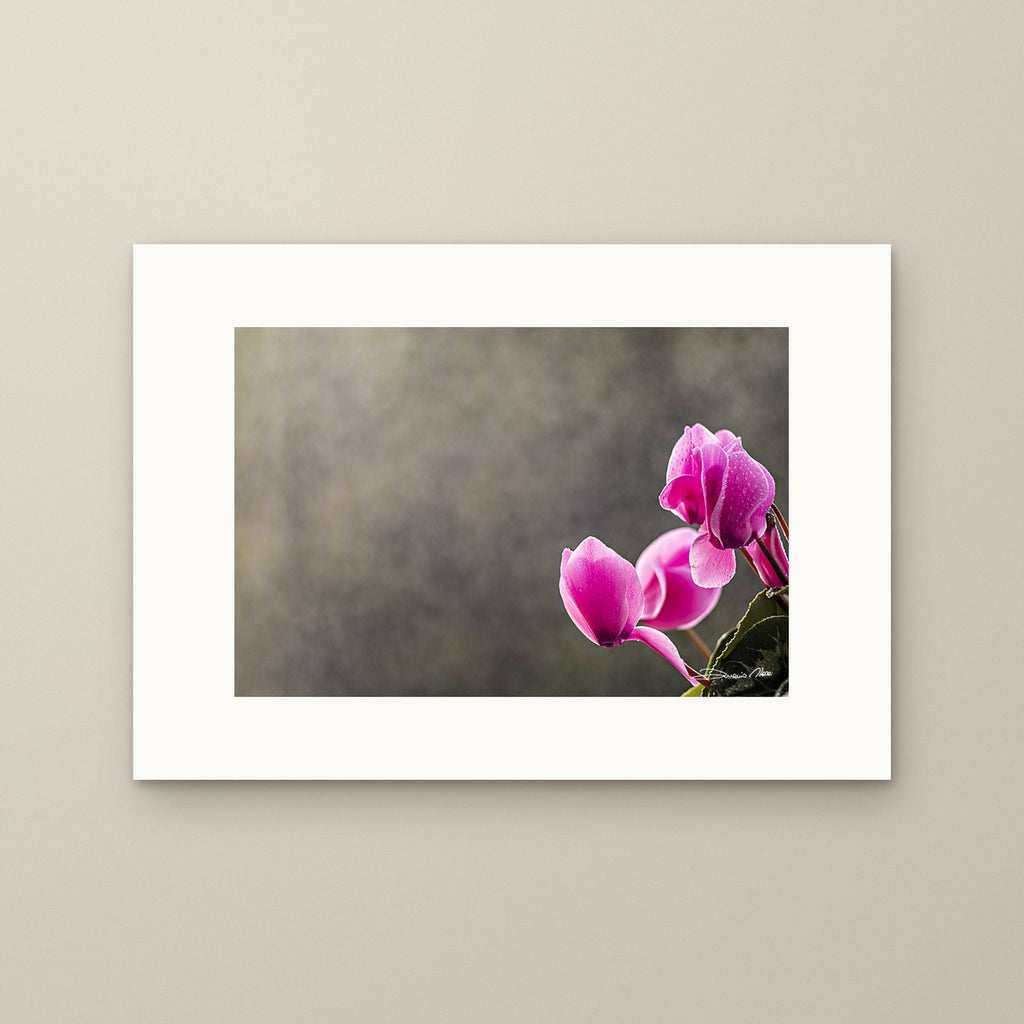 Pink Cyclamen Blooms – fine art print by Duccio Nacci, size XS, print only on A2 paper (42 × 59.4 cm)