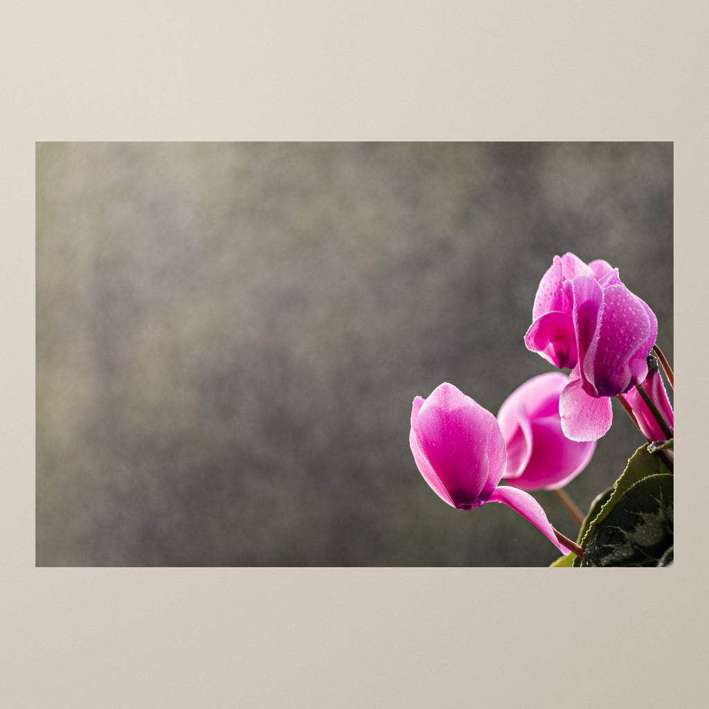 Pink Cyclamen Blooms – Delicate pink cyclamen flowers beaded with dew on a soft grey-green background – photograph by Duccio Nacci