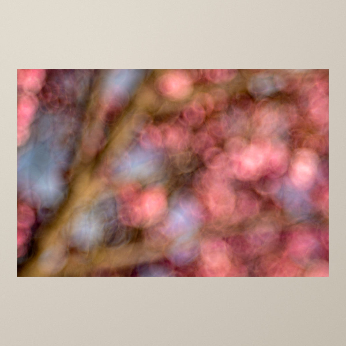 Pink Blossom Dream – Pink blossoms on dark branches dissolving into a soft blur of rose and lilac – photograph by Duccio Nacci