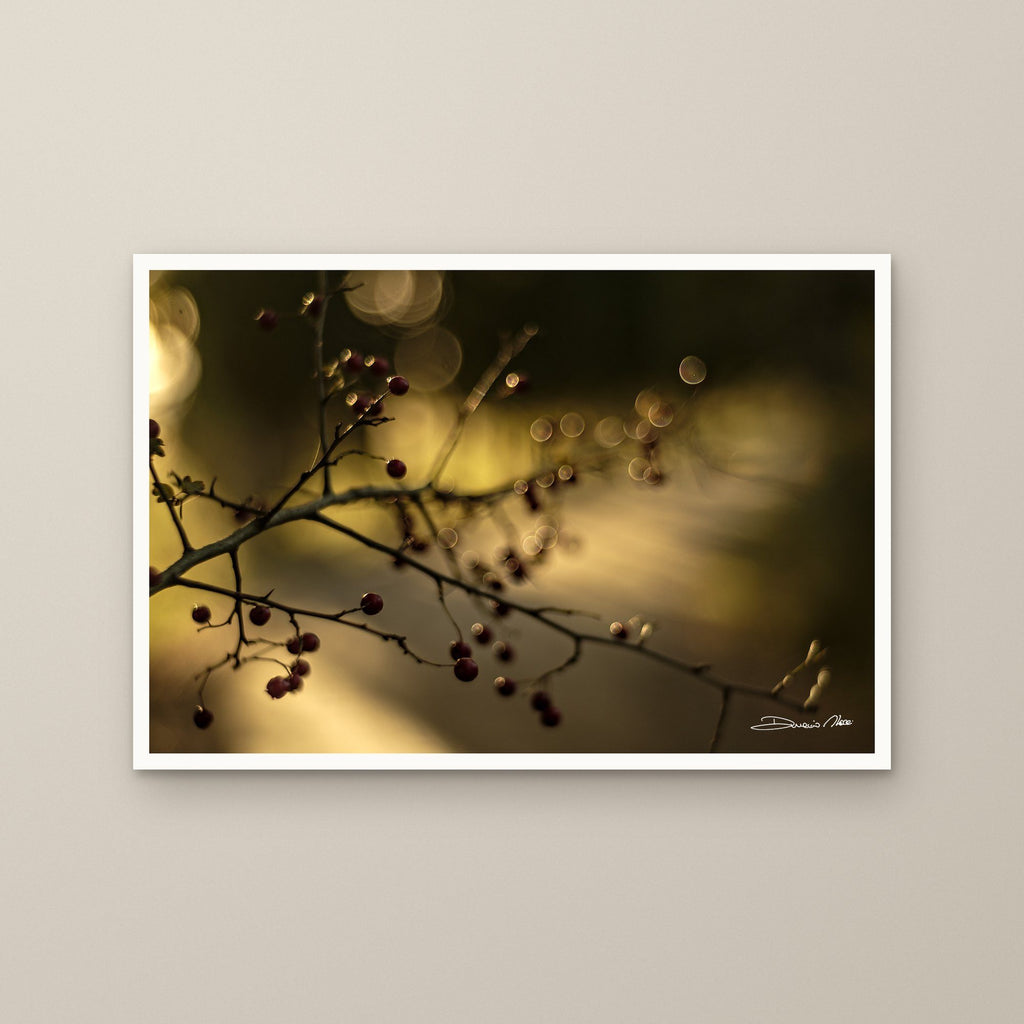 Red Berries – fine art print by Duccio Nacci, size M/L/XL/XXL, print only